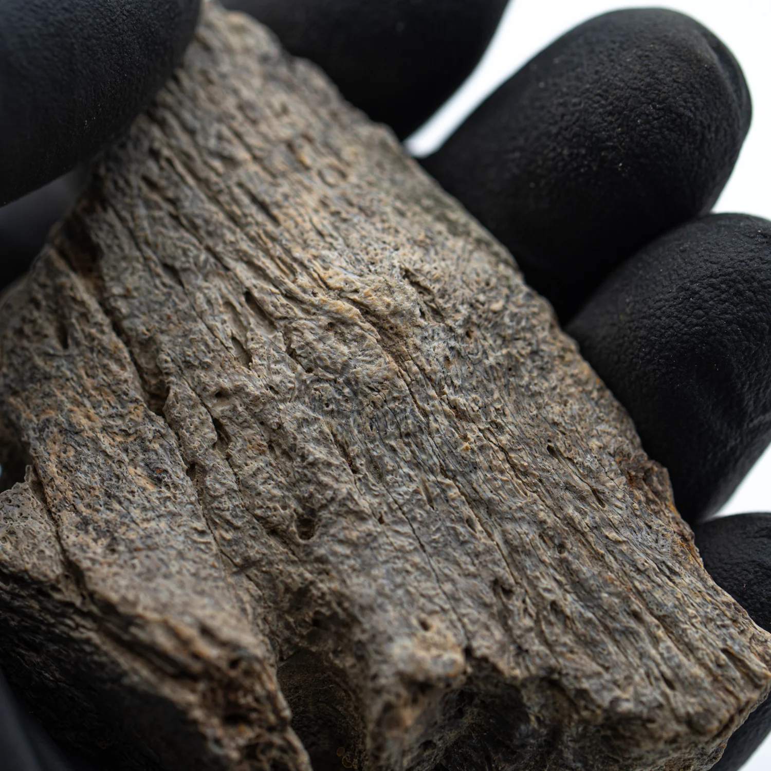Kritosaurus Bone - 2.544" - Image 3