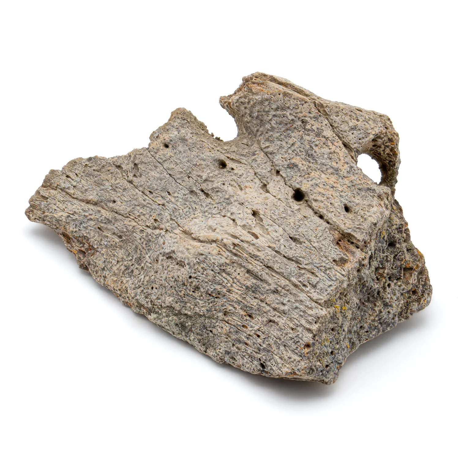 Kritosaurus Bone - 2.544" - Image 4