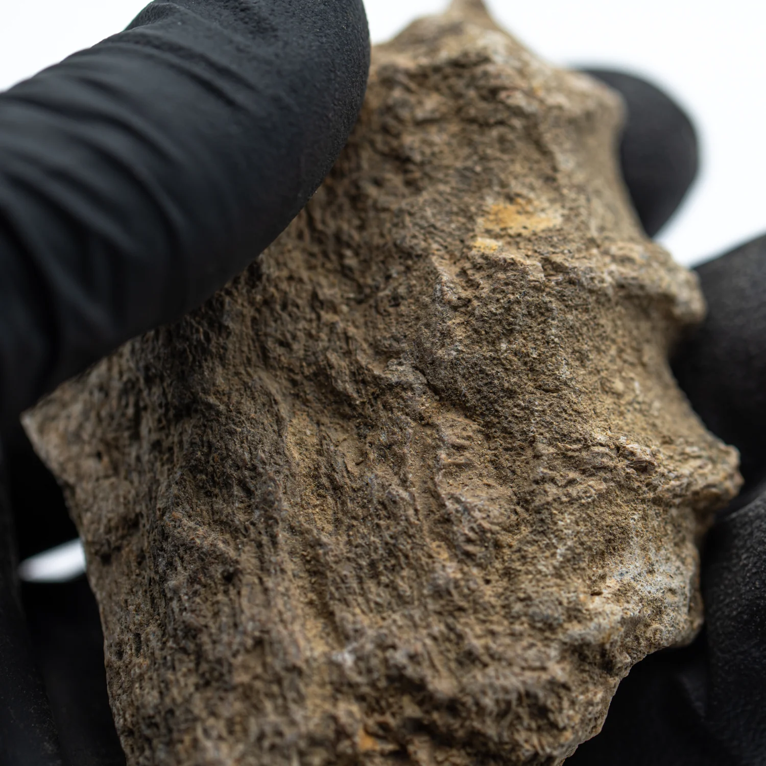 Kritosaurus Bone - 2.894" - Image 2
