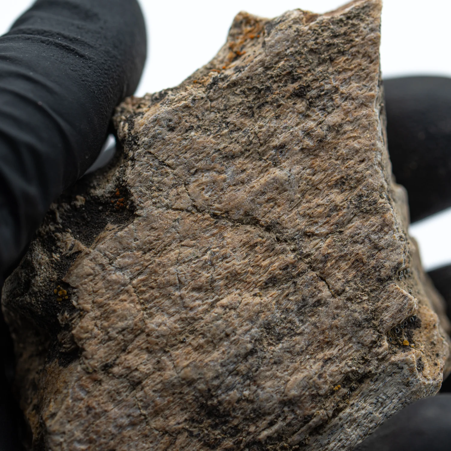 Kritosaurus Bone - 2.894" - Image 3