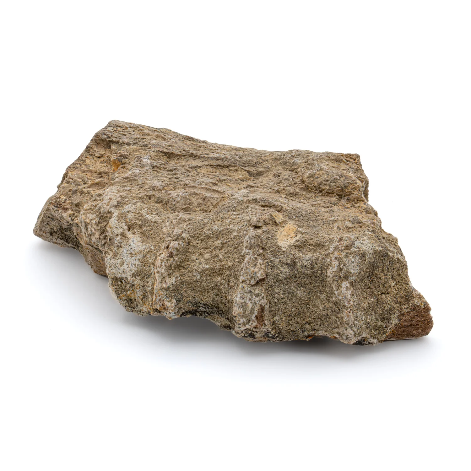 Kritosaurus Bone - 2.894" - Image 4