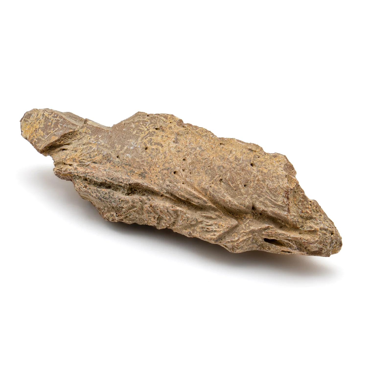 Kritosaurus Bone - 3.310" - Image 4