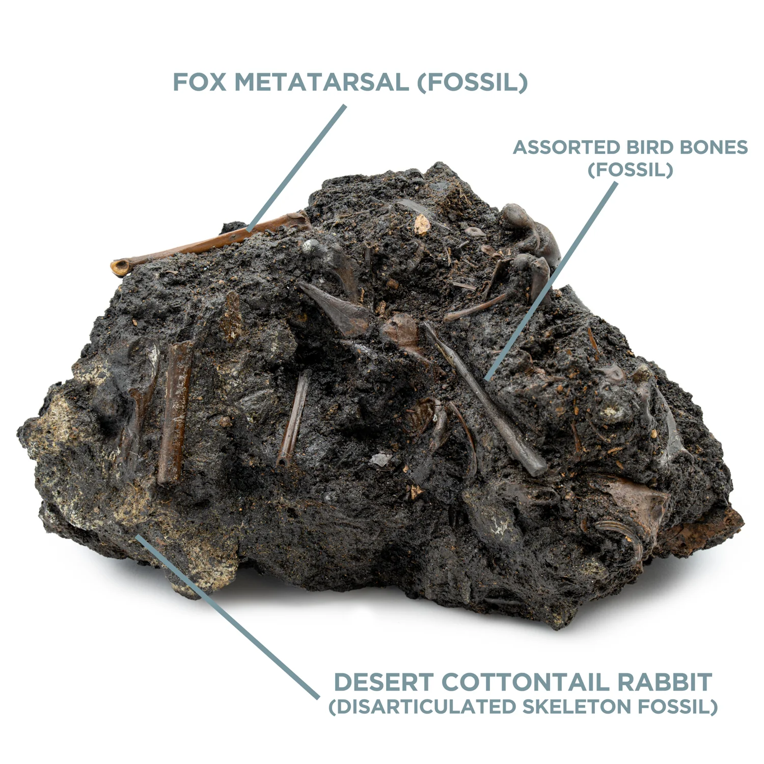 SOLD La Brea Tar Pit Showcase - Desert Cottontail - Fox/Bird - 6.00" - Image 4