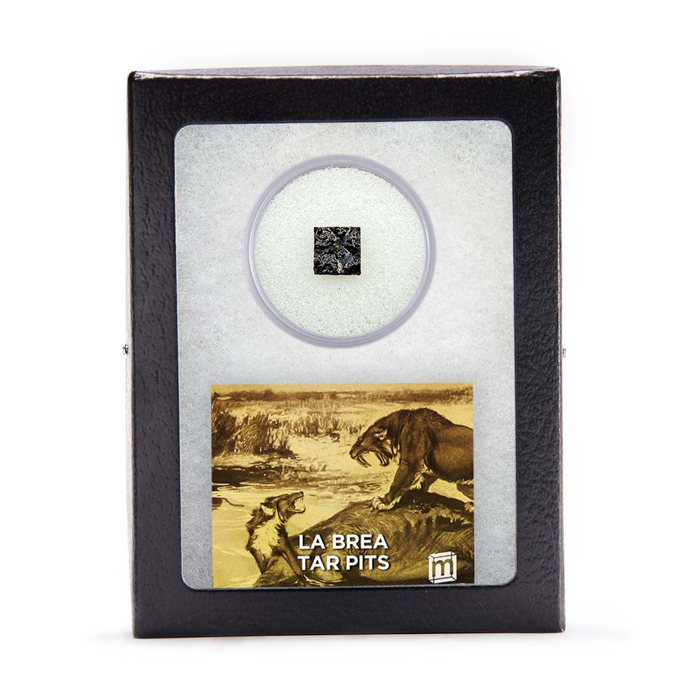 La Brea Tar Pit Riker Box Specimens - Image 2
