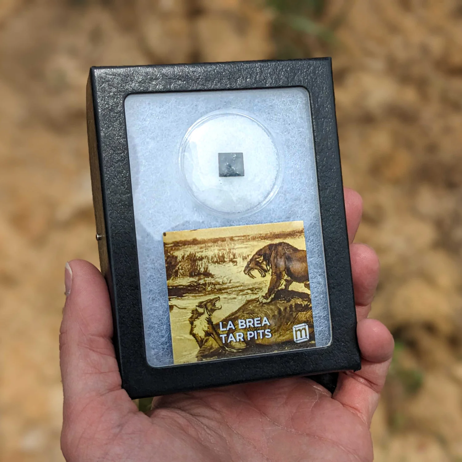 La Brea Tar Pit Riker Box Specimens - Image 3