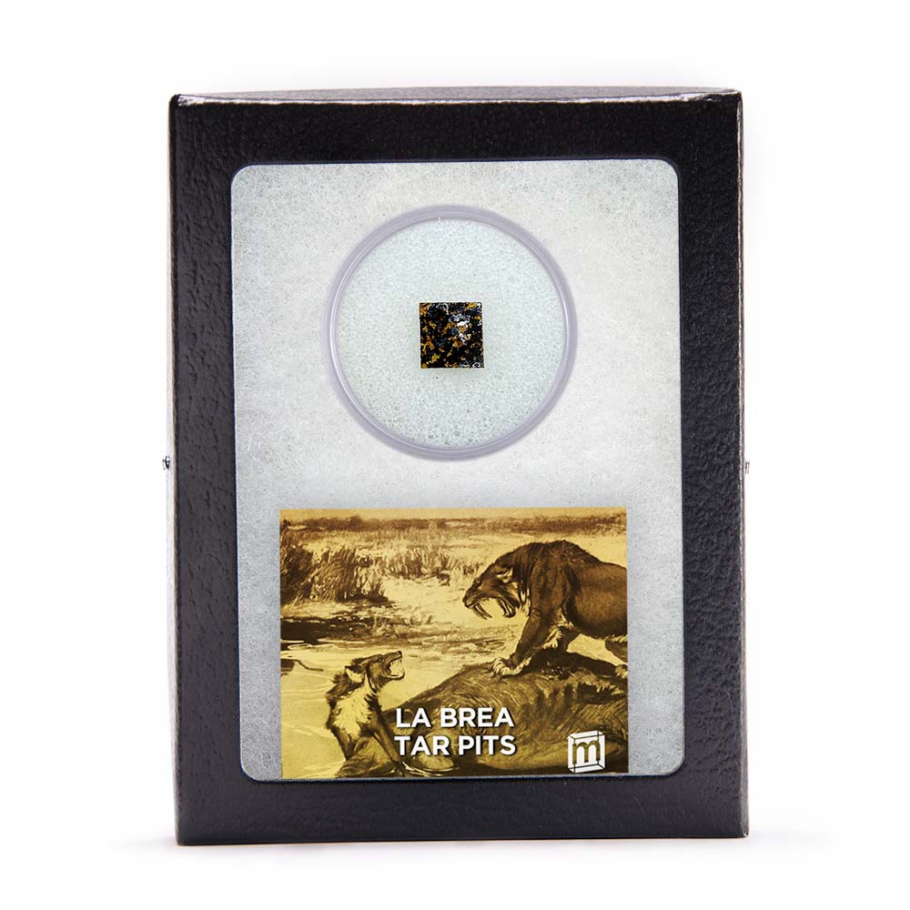 La Brea Tar Pit Riker Box Specimens - Image 6