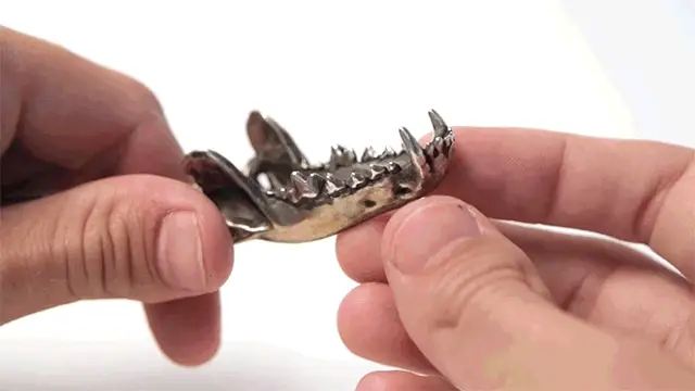 Large Dire Wolf Jaw Pendant - Image 5