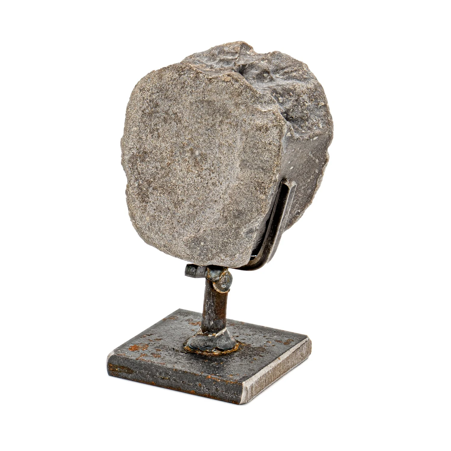 Maiasaura Vertebra - SOLD 1.91" Fossil with Stand