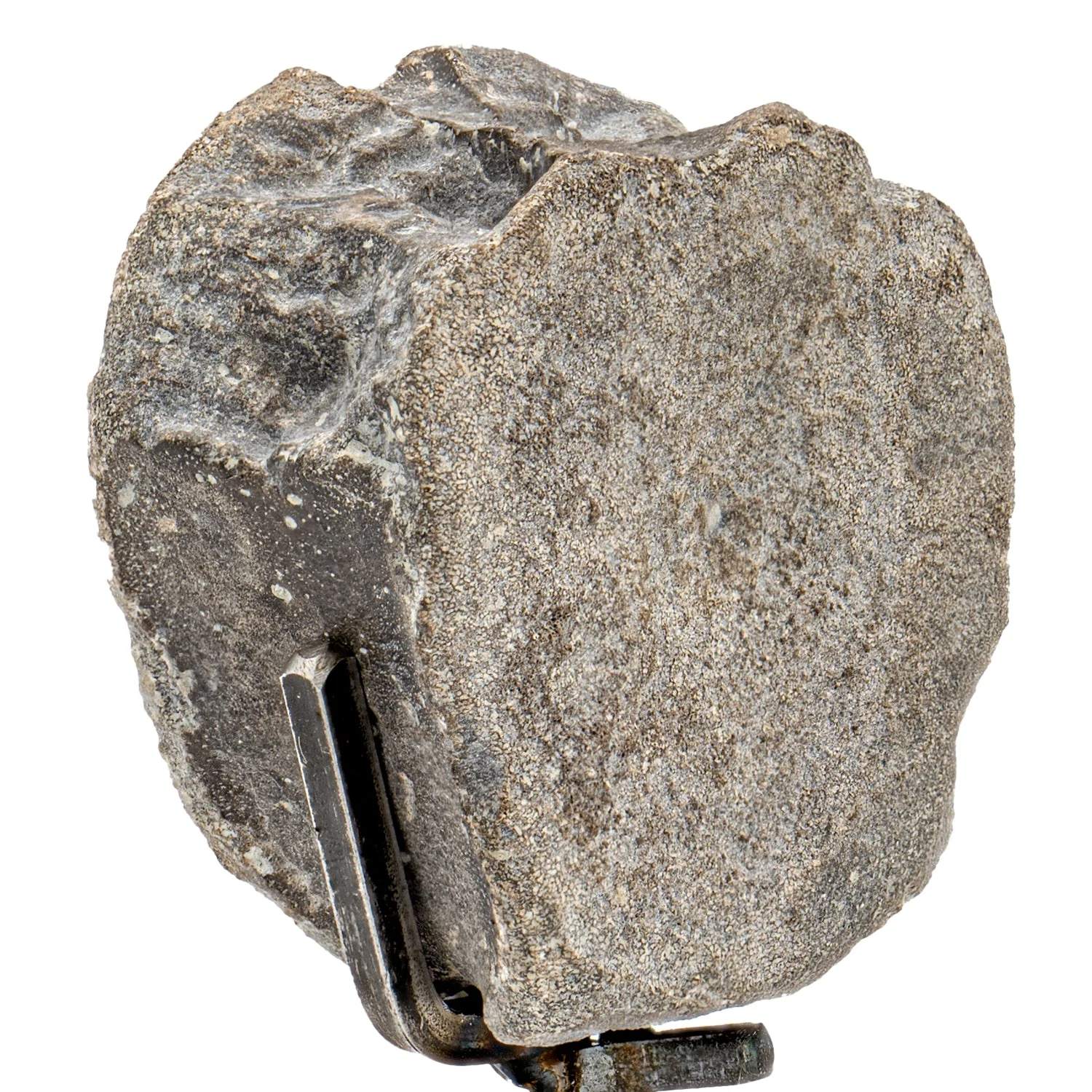 Maiasaura Vertebra - SOLD 1.91" Fossil with Stand - Image 2