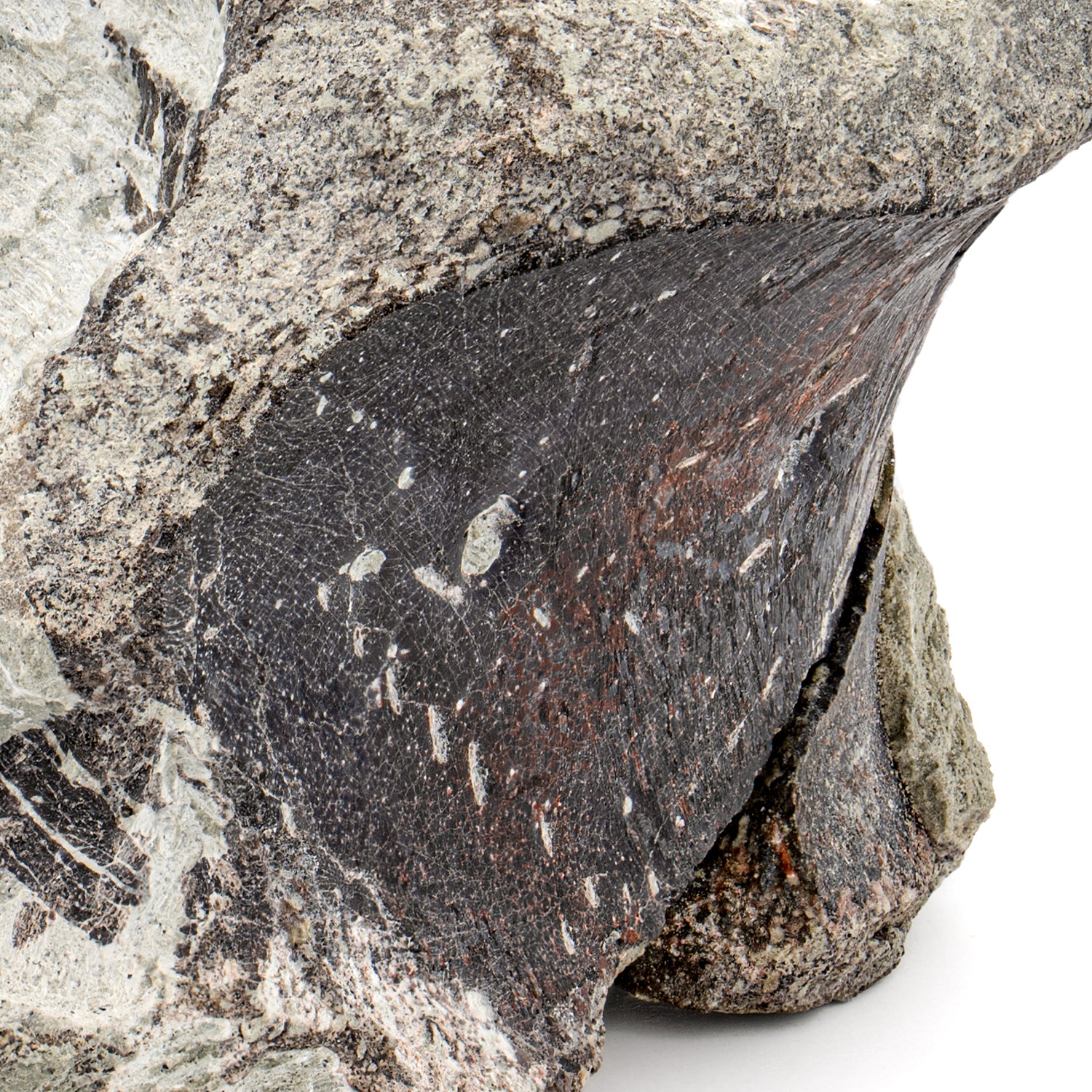 Maiasaura Vertebra - SOLD 3.33" Fossil - Image 2