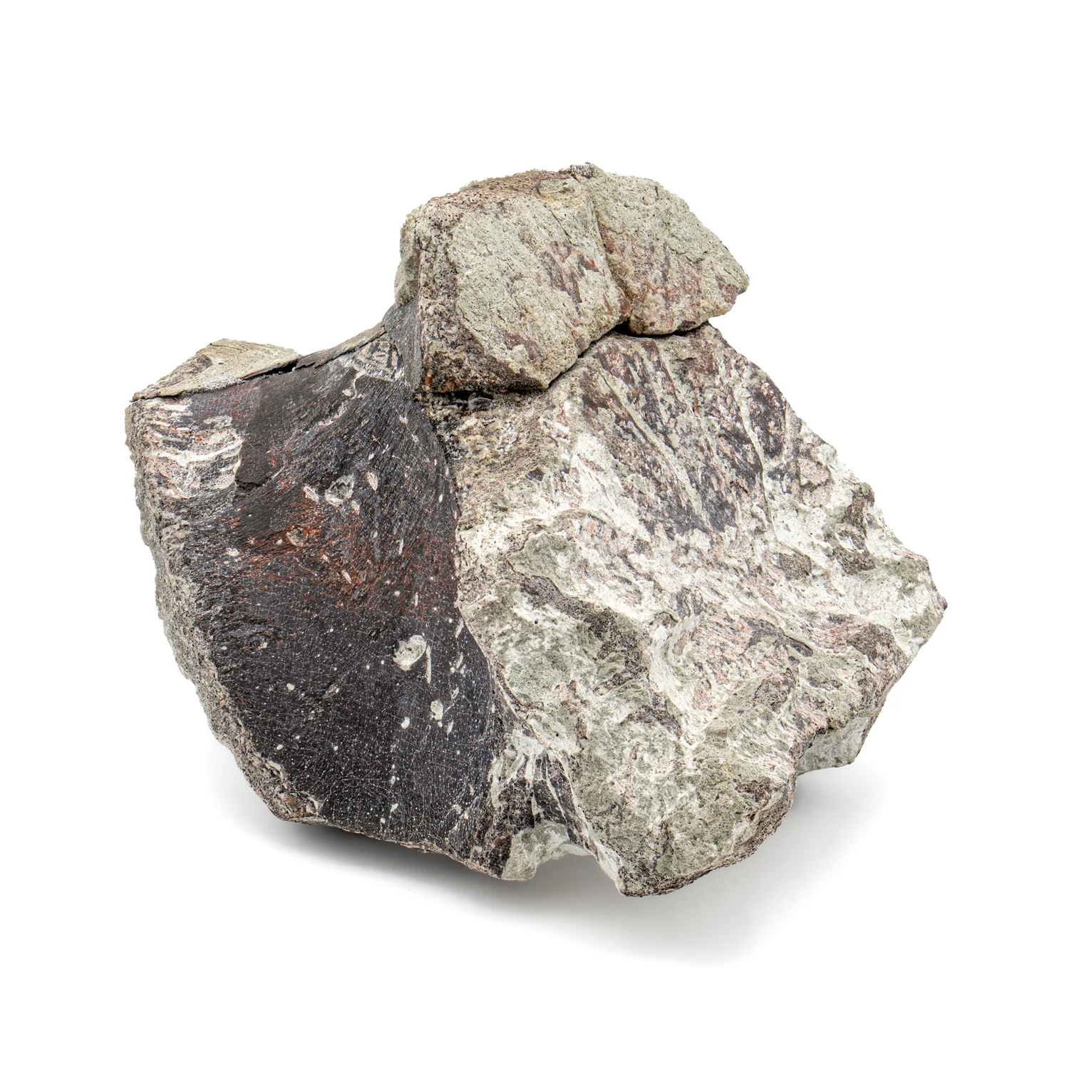 Maiasaura Vertebra - SOLD 3.33" Fossil - Image 3