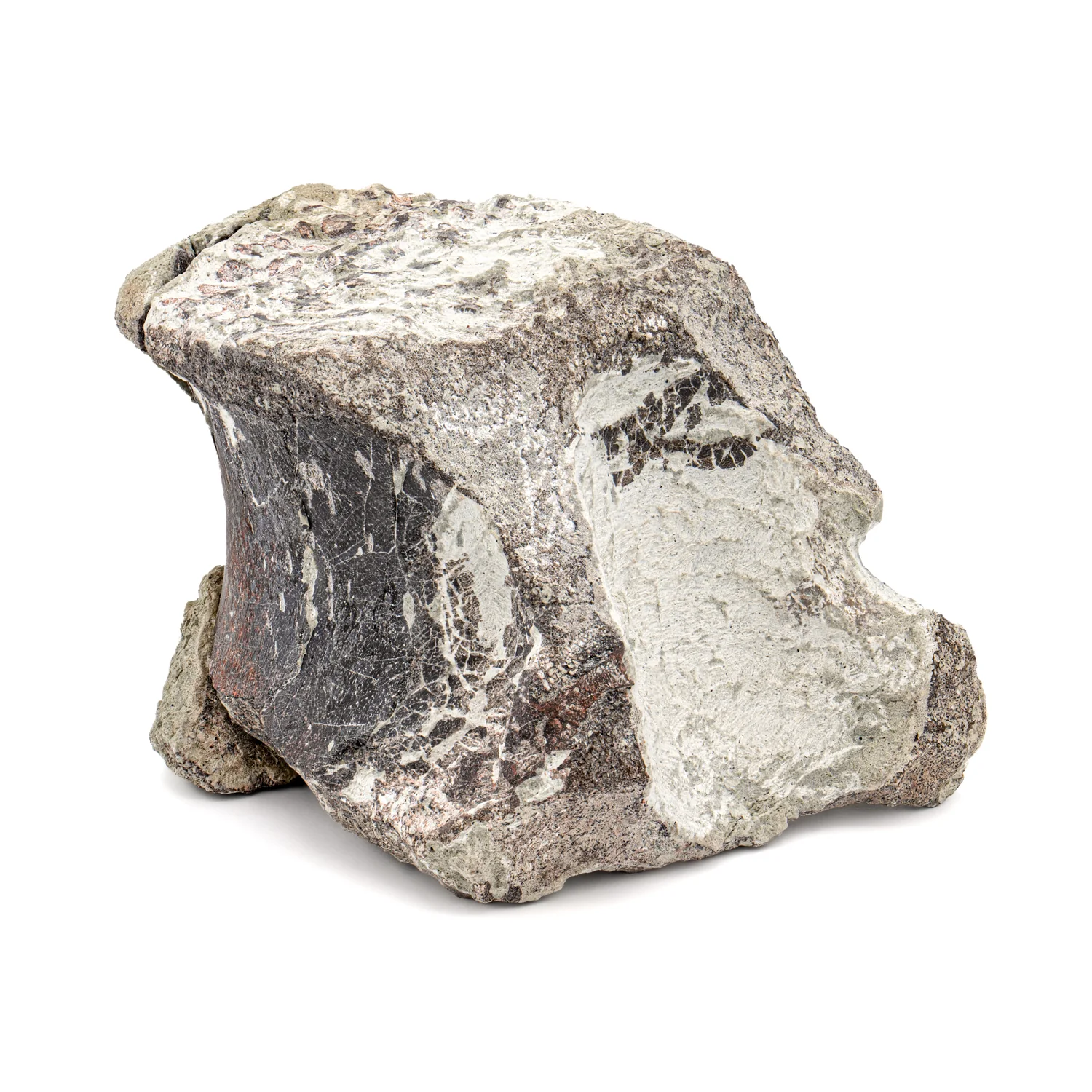Maiasaura Vertebra - SOLD 3.33" Fossil - Image 4