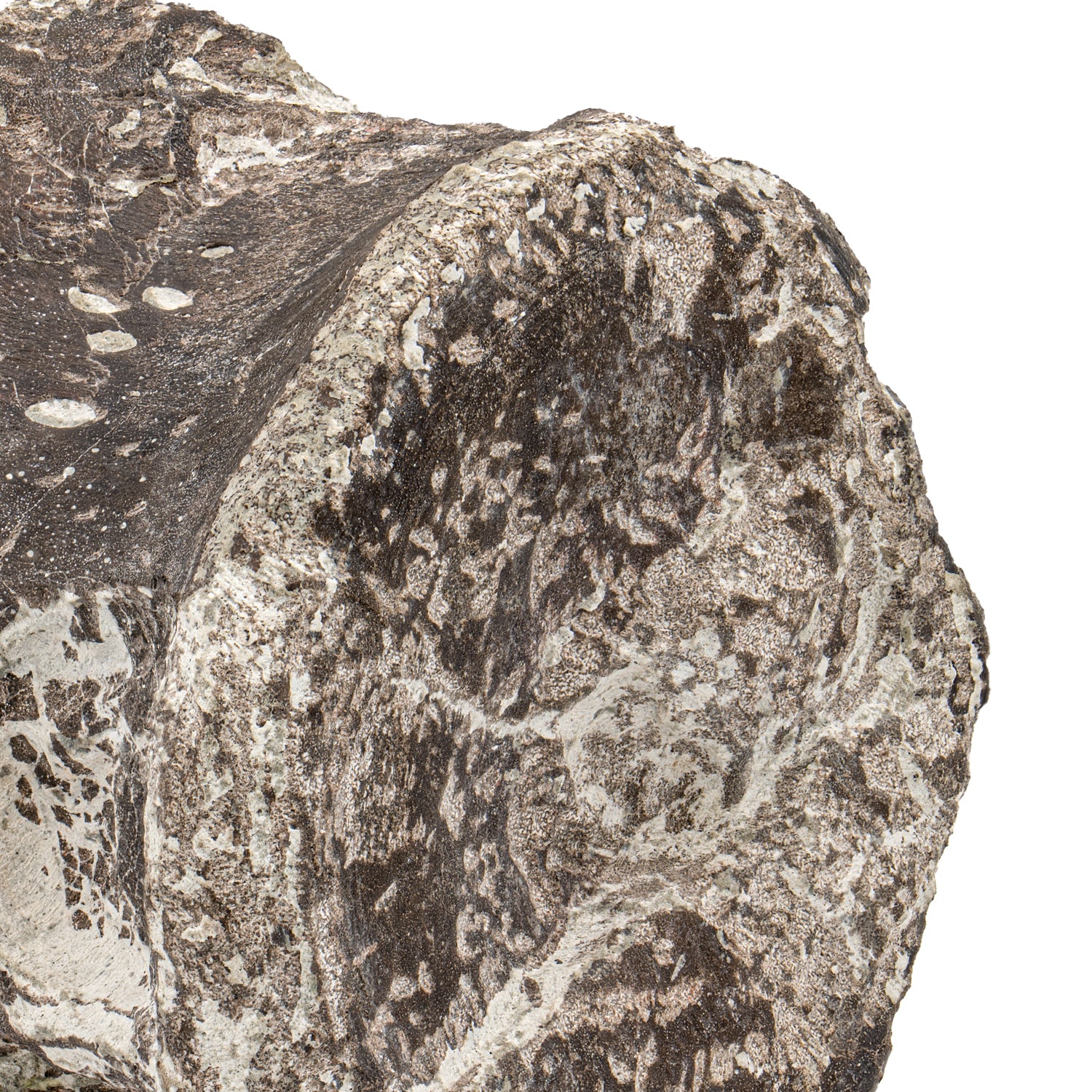 Maiasaura Vertebra - SOLD 3.75" Fossil - Image 2