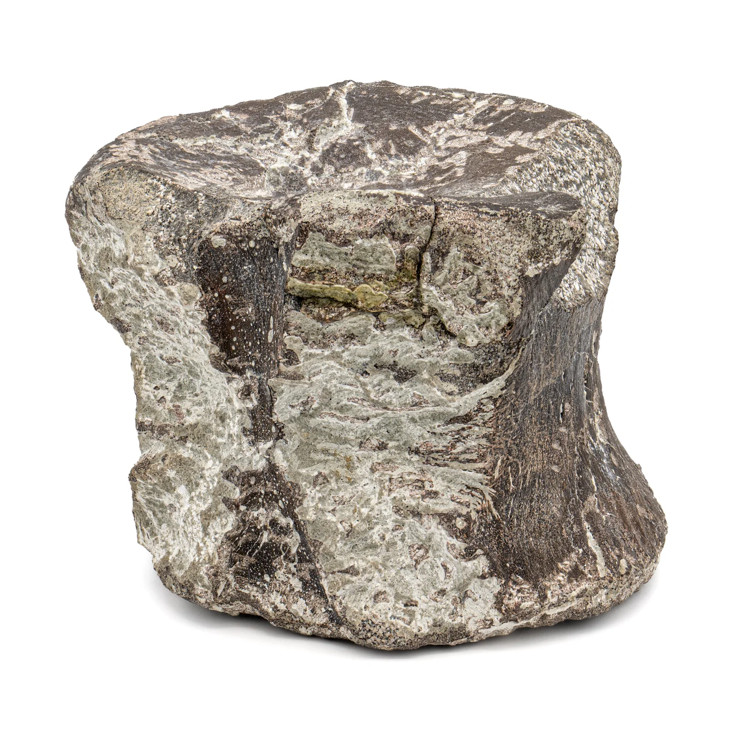 Maiasaura Vertebra - SOLD 3.75" Fossil - Image 3