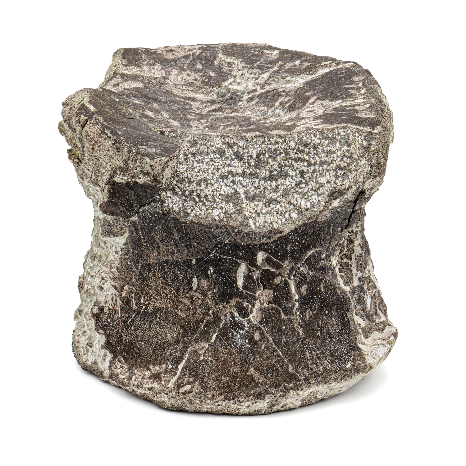 Maiasaura Vertebra - SOLD 3.75" Fossil - Image 4