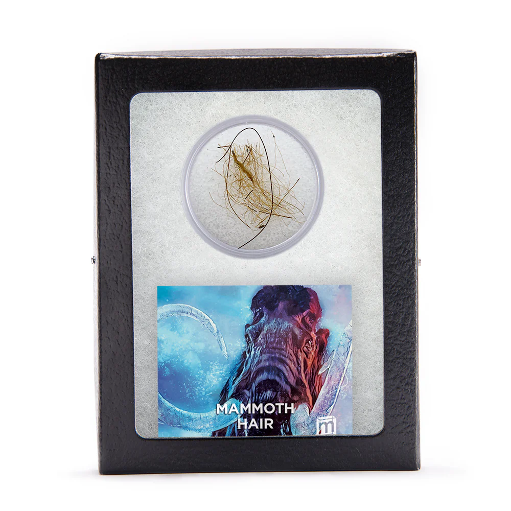 Mammoth Hair - Image 3