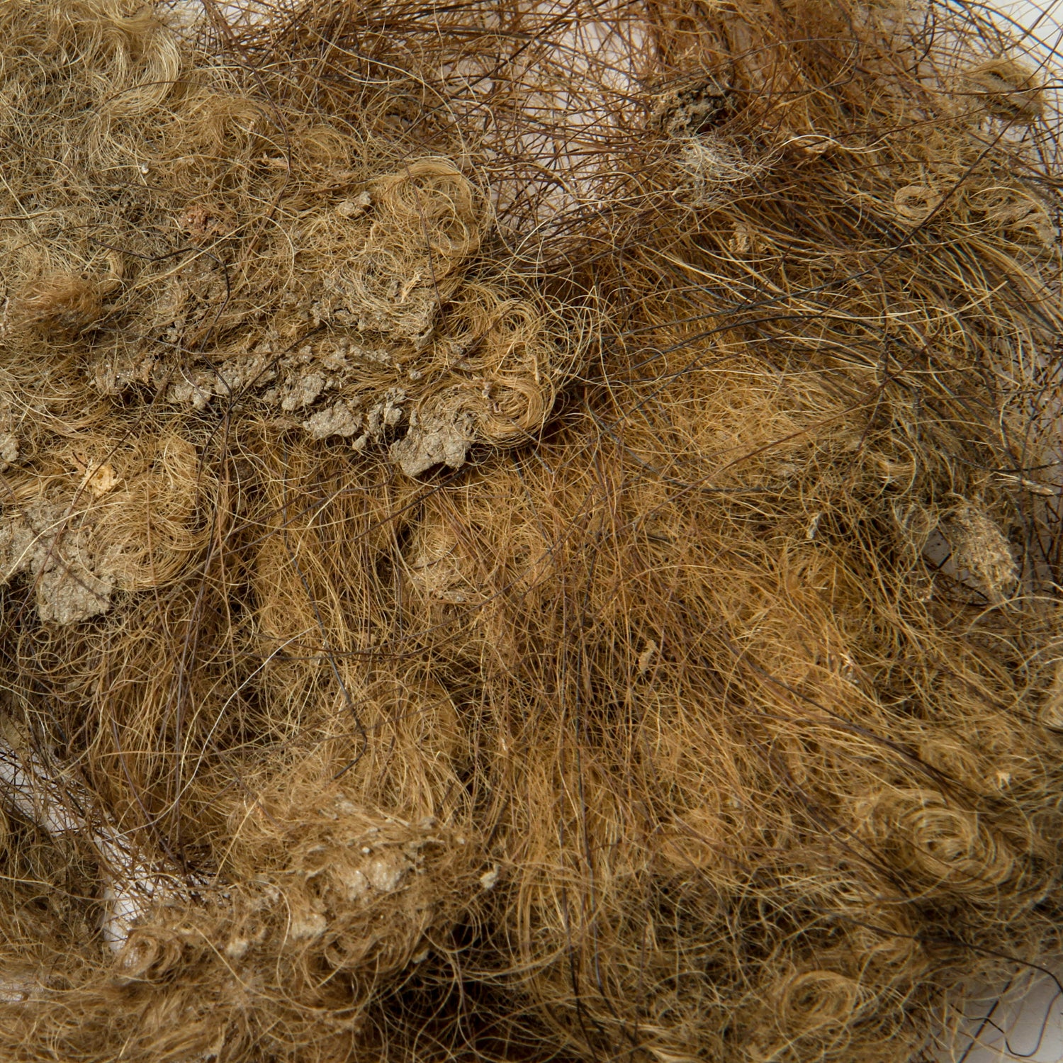 Mammoth Hair - Image 4