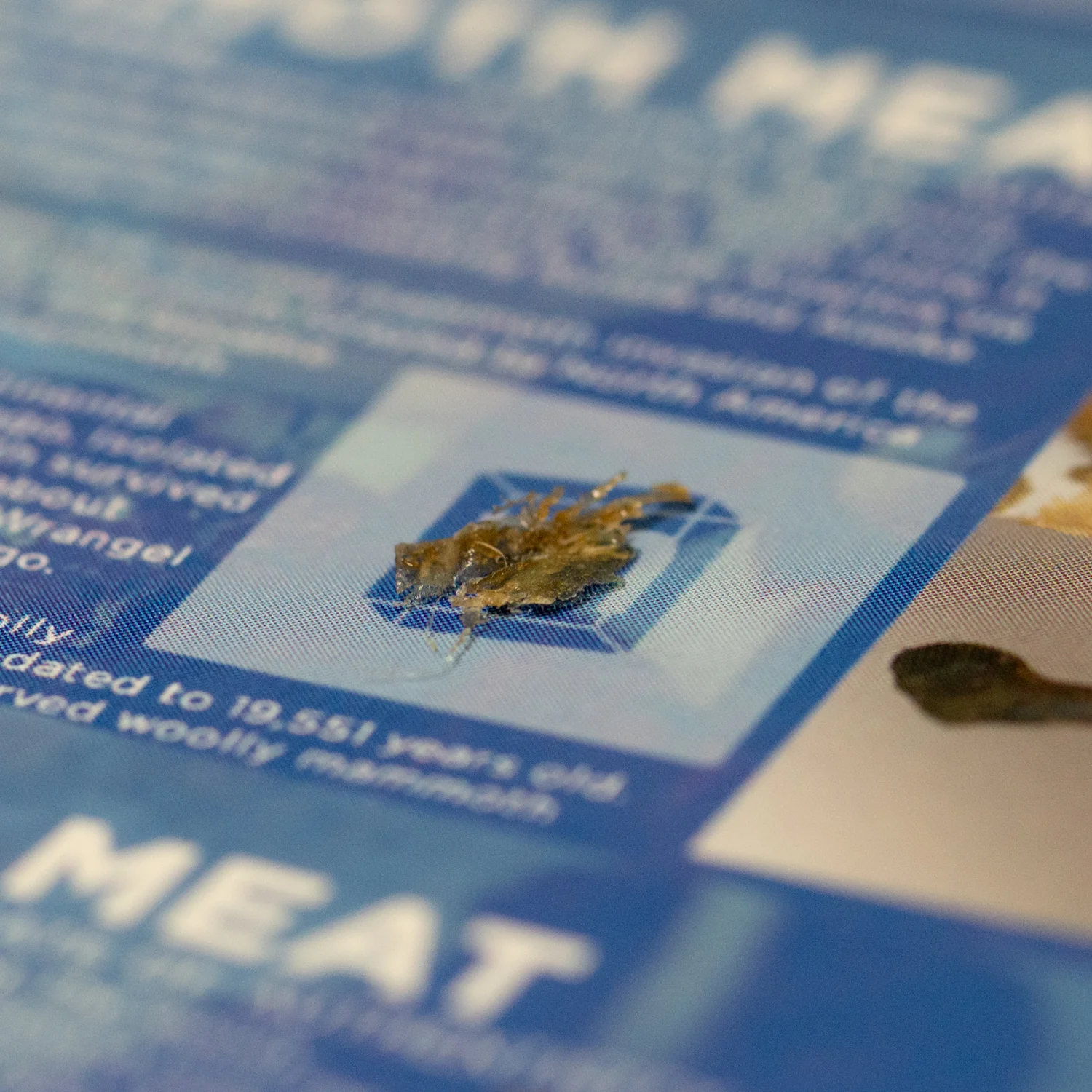 Mammoth Meat - Display Card - Image 5