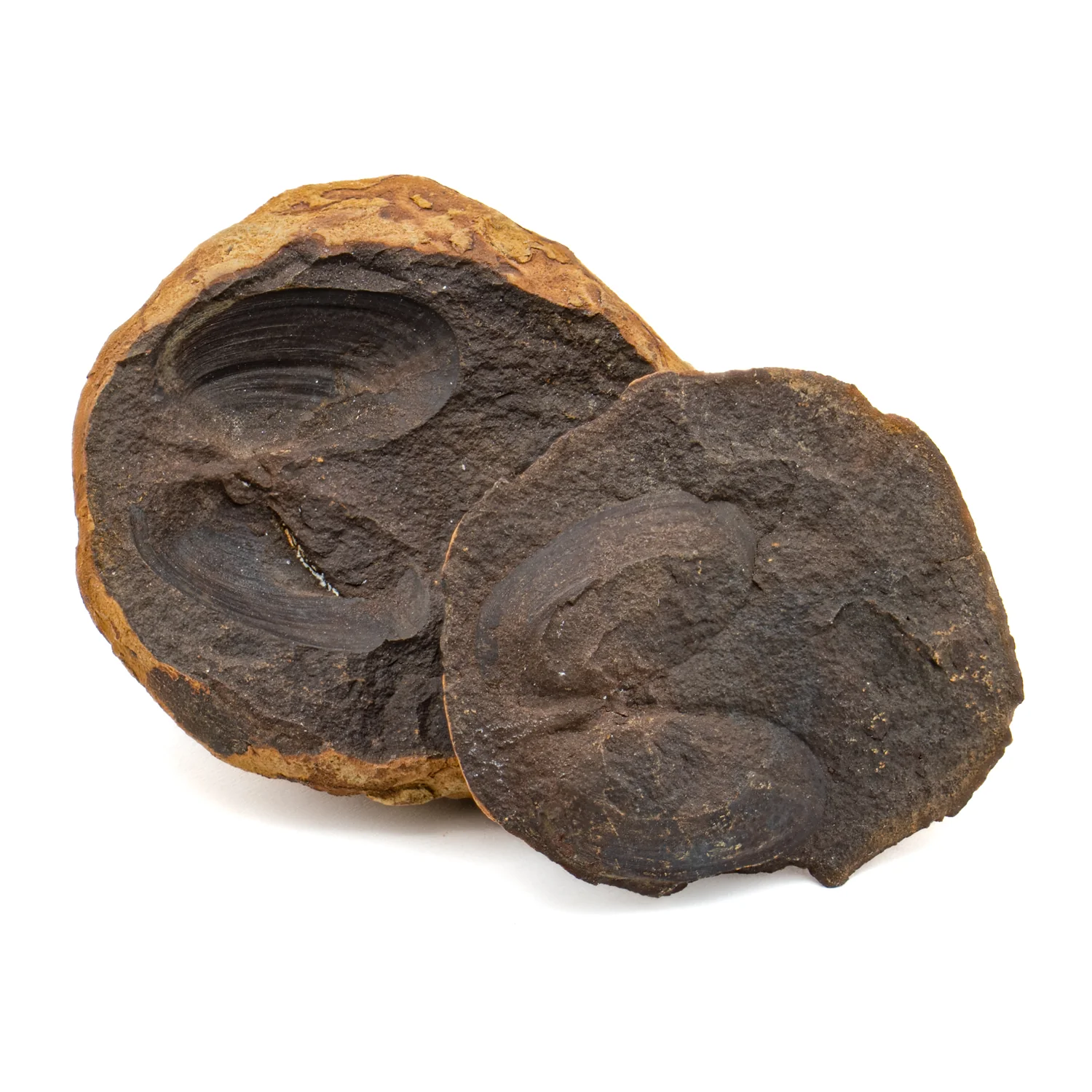 Mazon Creek Bivalve Fossil - Mazonmya mazonesis 1.87" - Image 2
