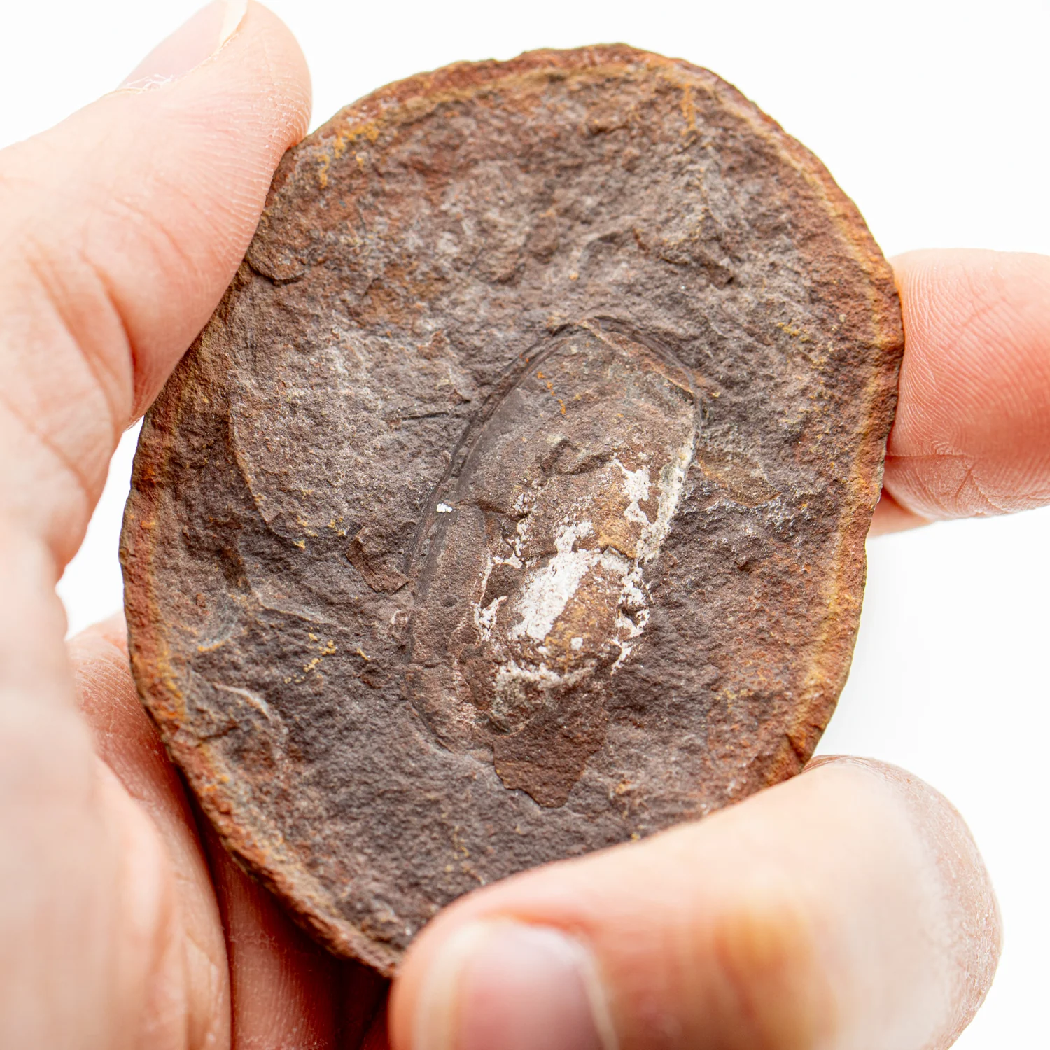 Mazon Creek Bivalve Fossil - Mazonmya mazonesis 2.63" - Image 2
