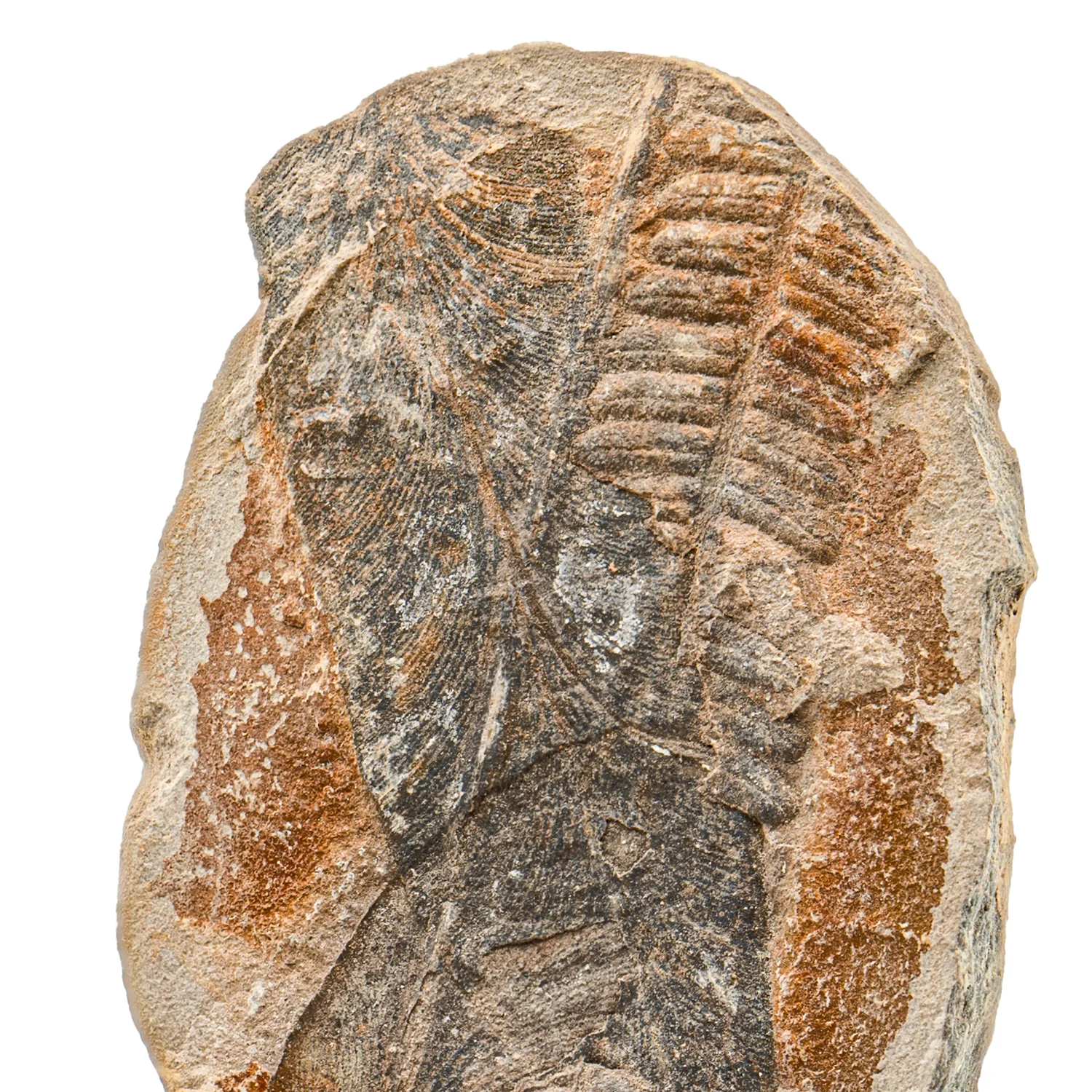 Mazon Creek Fossil Plant - SOLD 3.18" - Image 2