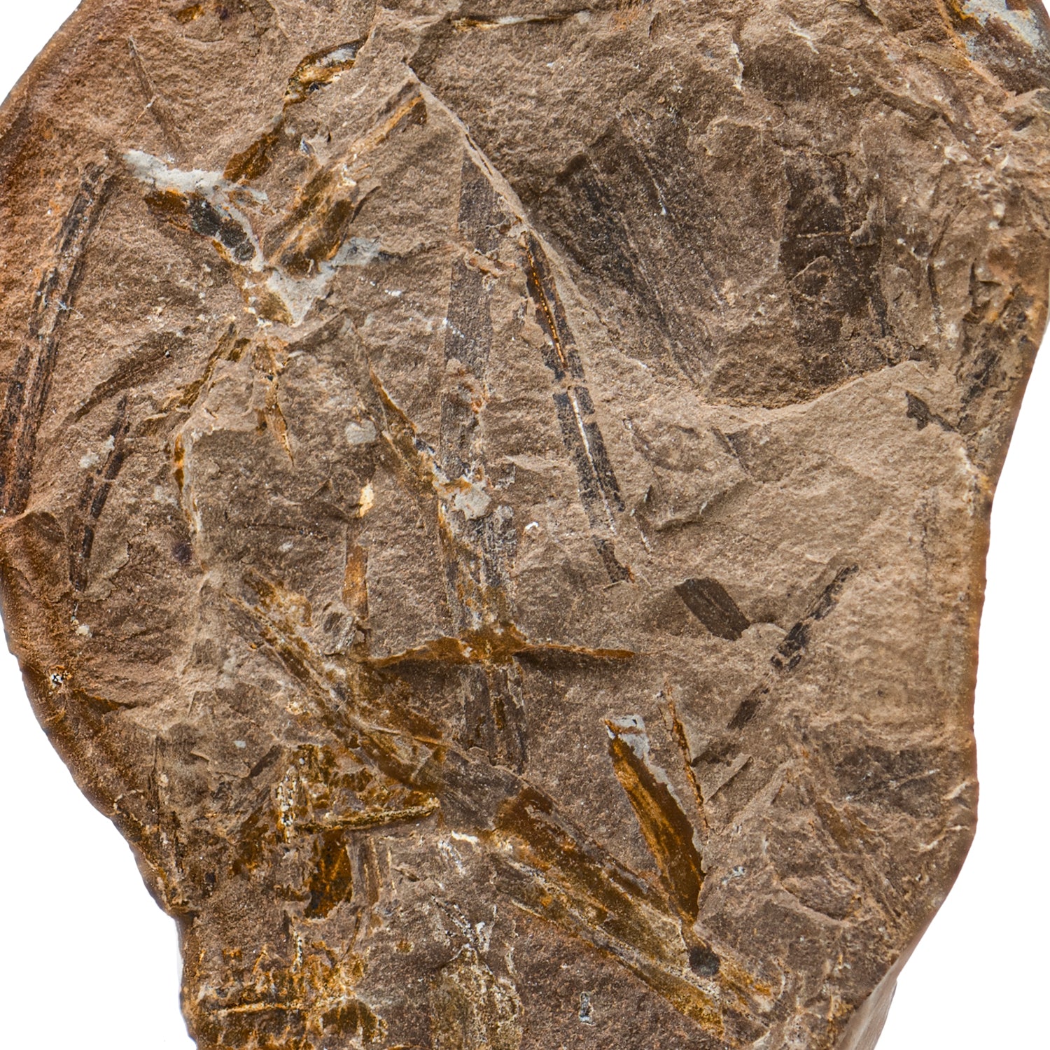 Mazon Creek Fossil Plant - SOLD 3.92" - Image 2