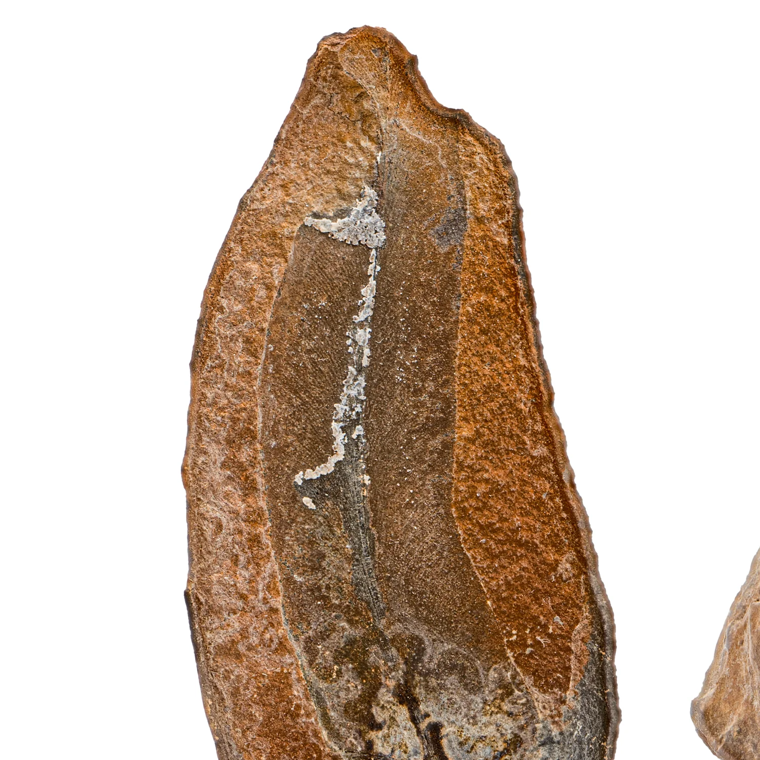 Mazon Creek Fossil Plant - SOLD 4.85" - Image 2