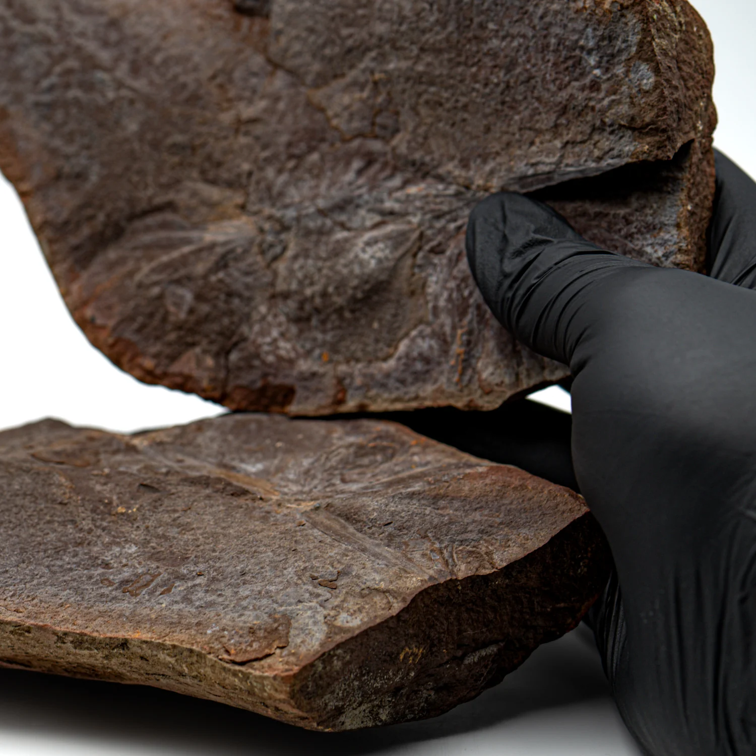 Mazon Creek Fossil Plant - SOLD 7.37" Pair - Image 2