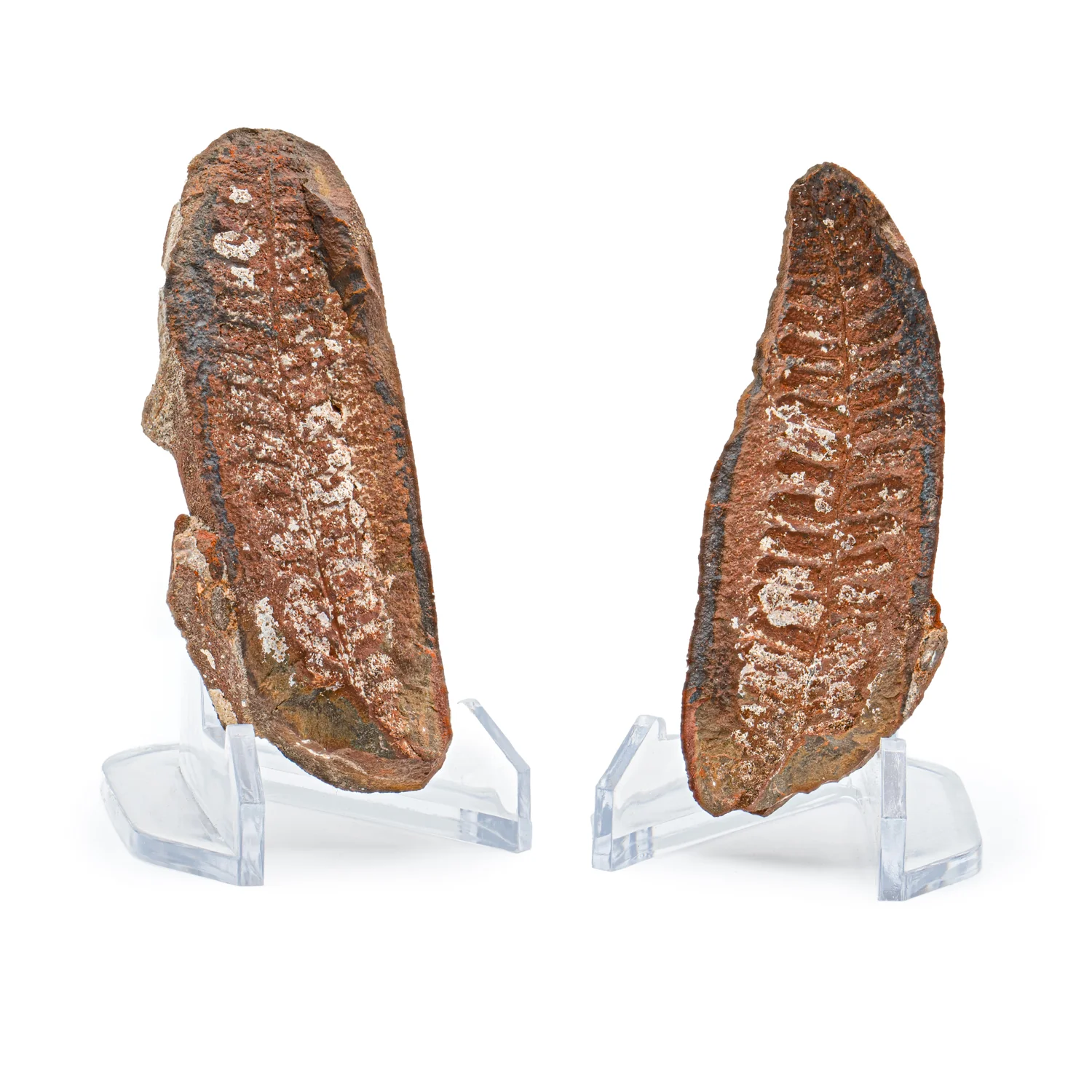 Mazon Creek Fossil Plant Concretions - Image 2