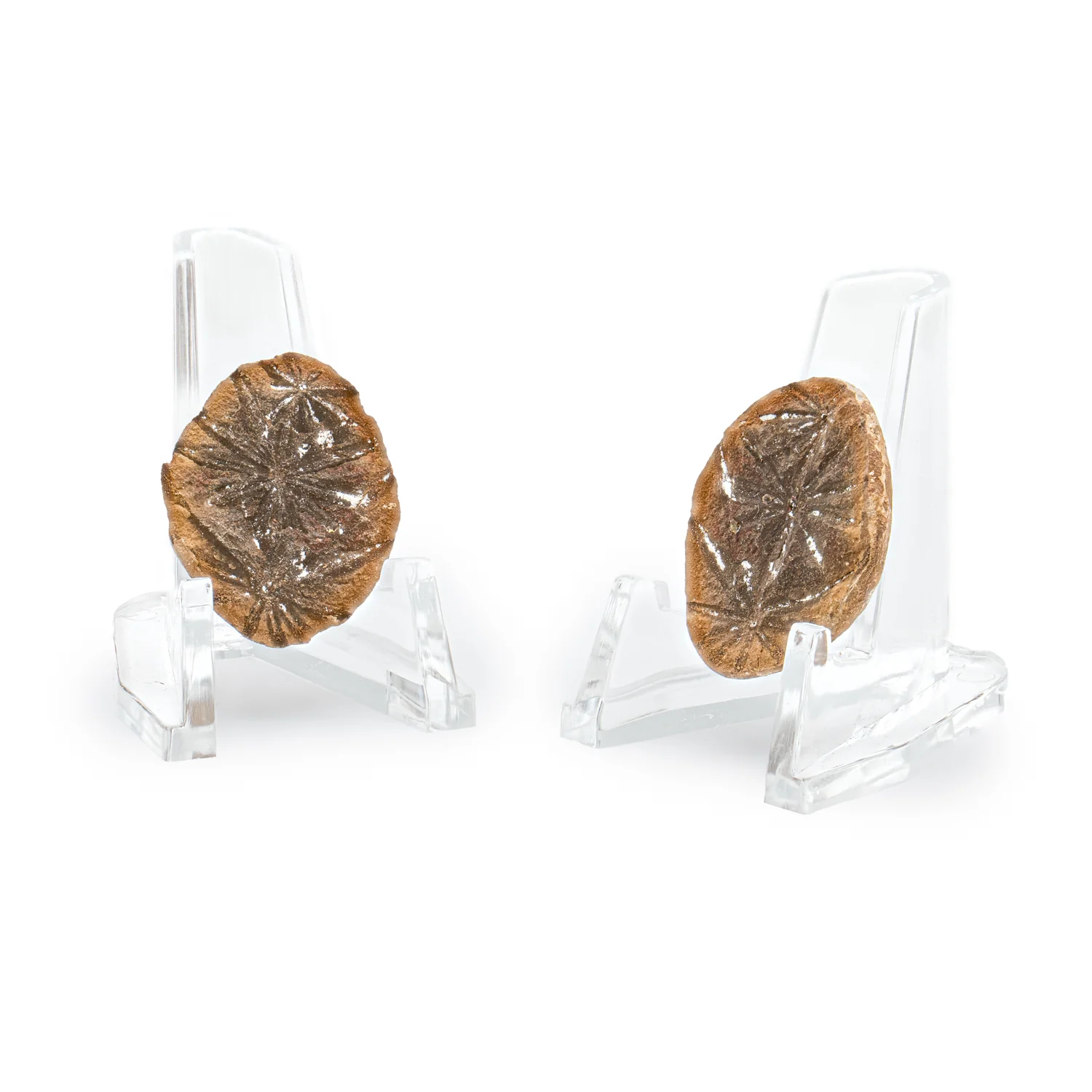 Mazon Creek Fossil Plant Concretions - Image 5