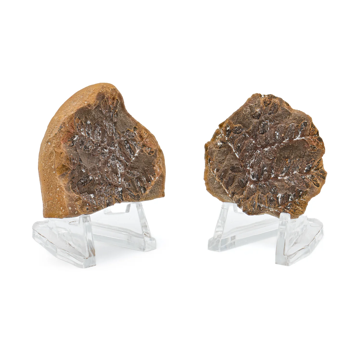 Mazon Creek Fossil Plant Concretions - Image 6