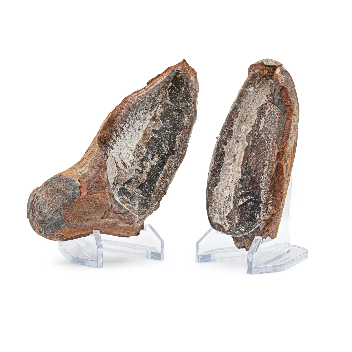 Mazon Creek Fossil Plant Concretions - Image 8