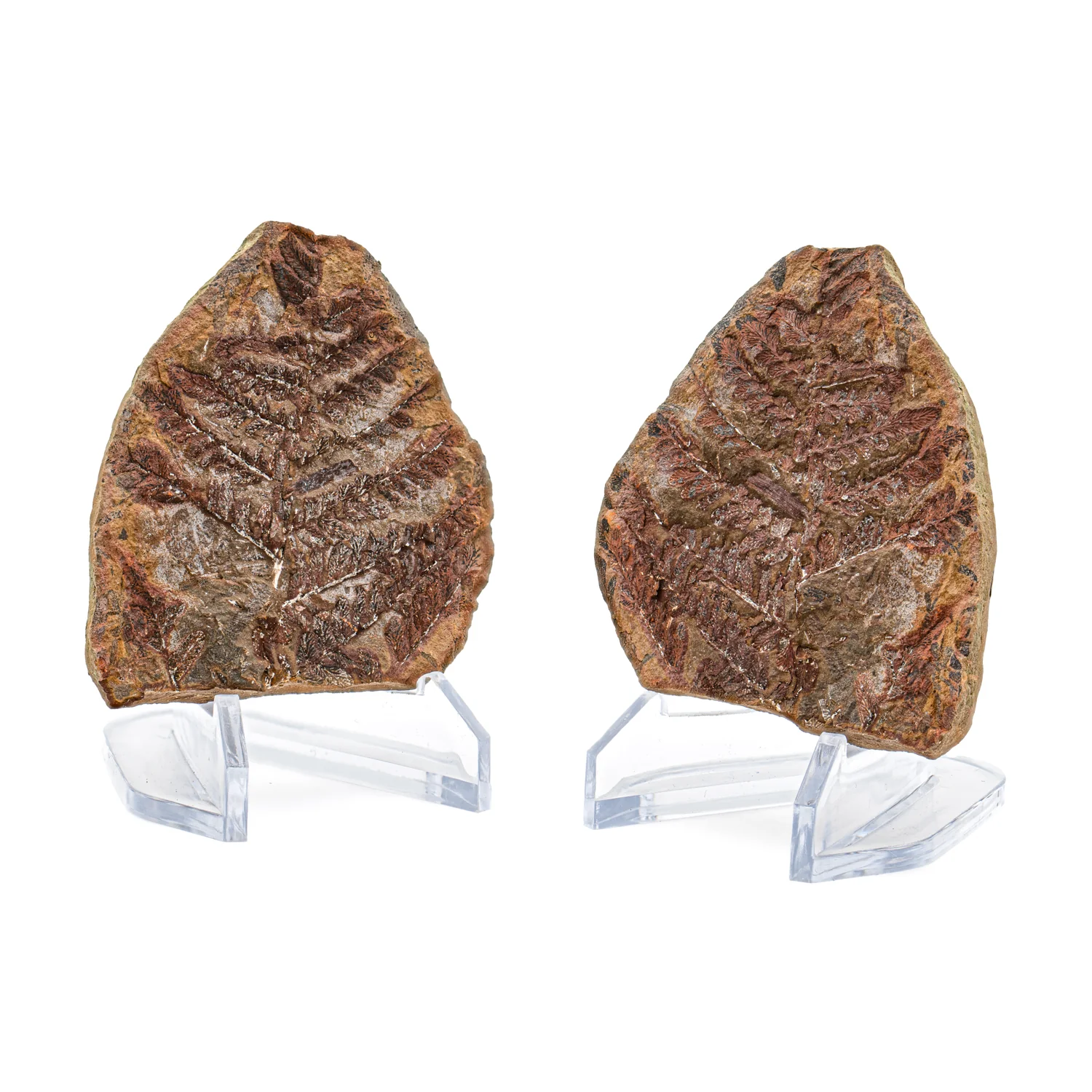 Mazon Creek Fossil Plant Concretions - Image 9