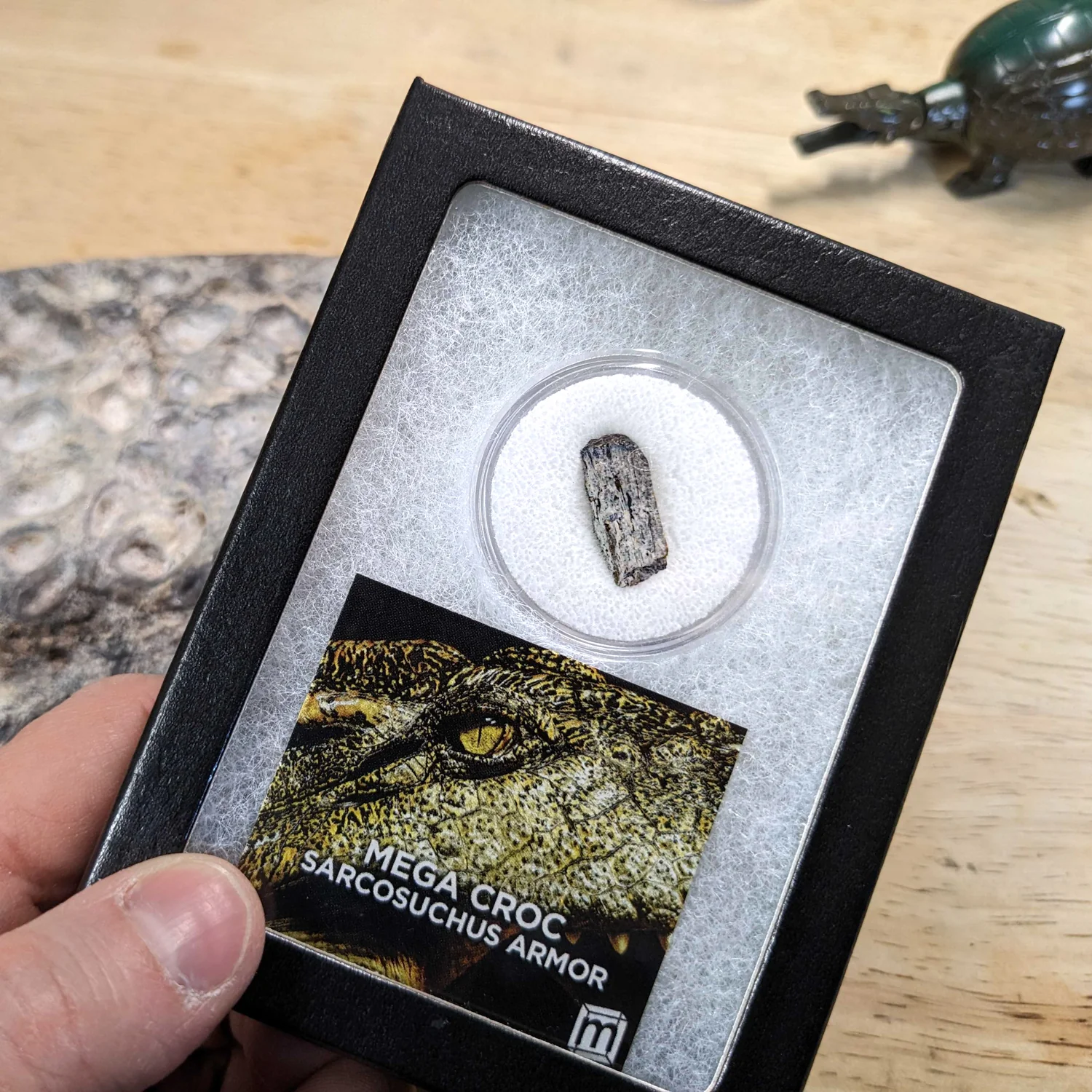 Mega Croc Scute - Sarcosuchus Fossil