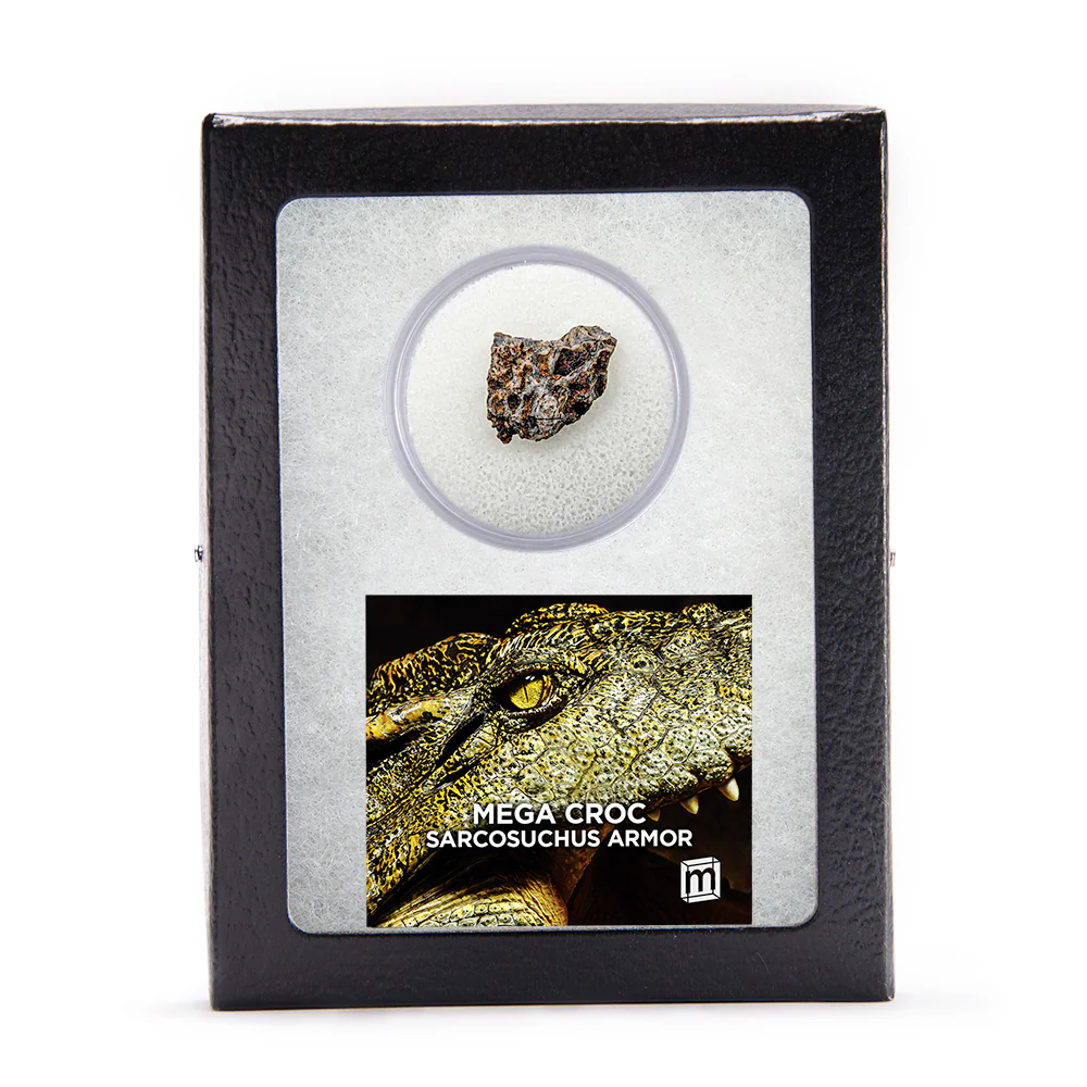 Mega Croc Scute - Sarcosuchus Fossil - Image 2