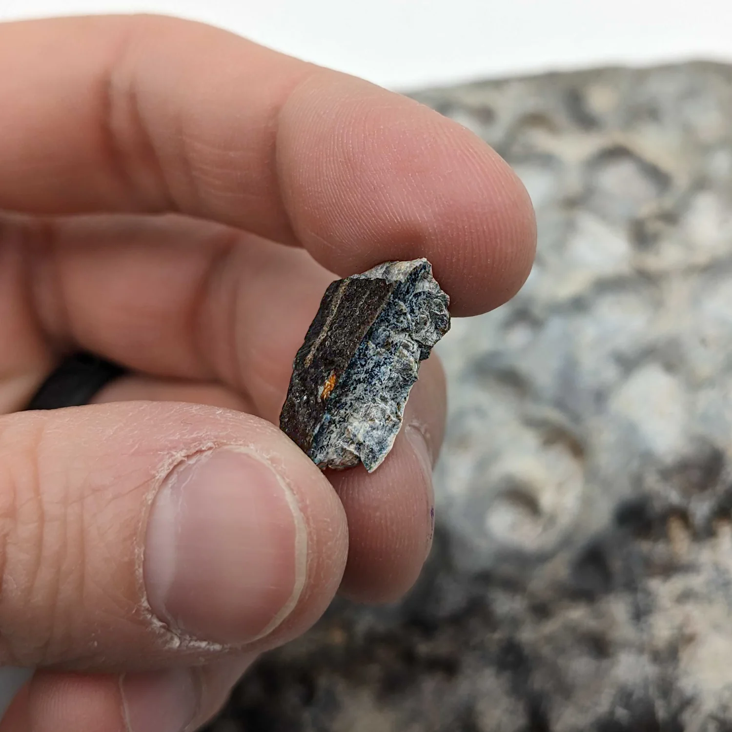 Mega Croc Scute - Sarcosuchus Fossil - Image 3