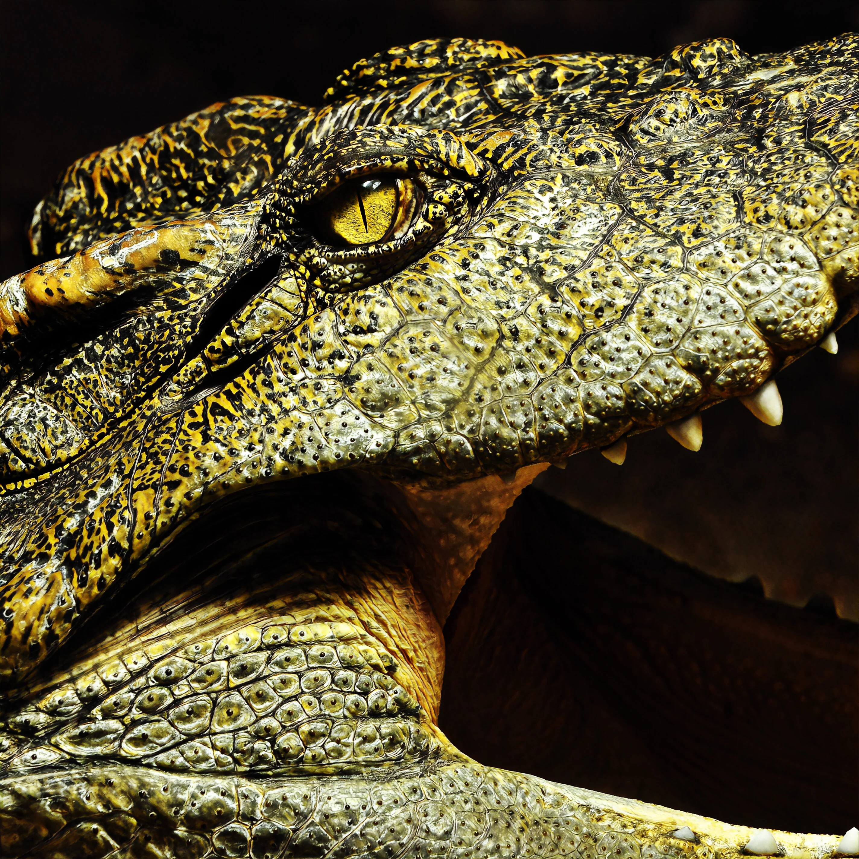 Mega Croc Scute - Sarcosuchus Fossil - Image 5