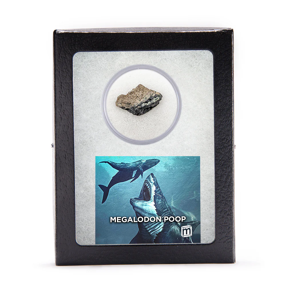 Megalodon Poop - Image 2
