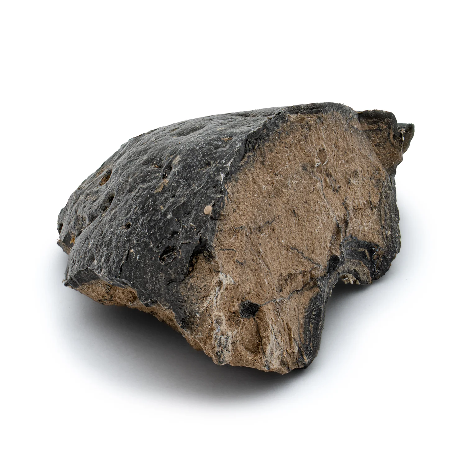 Megalodon Poop - Image 3