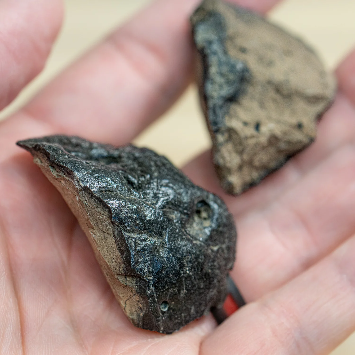 Megalodon Poop - Image 5