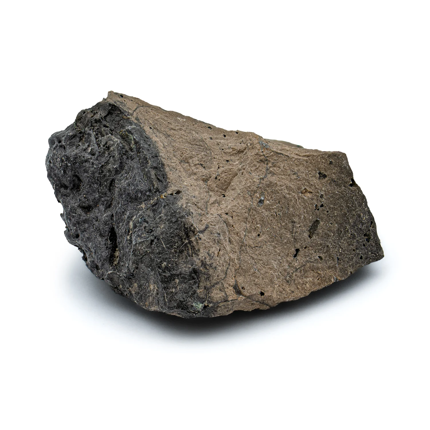Megalodon Poop - Image 7