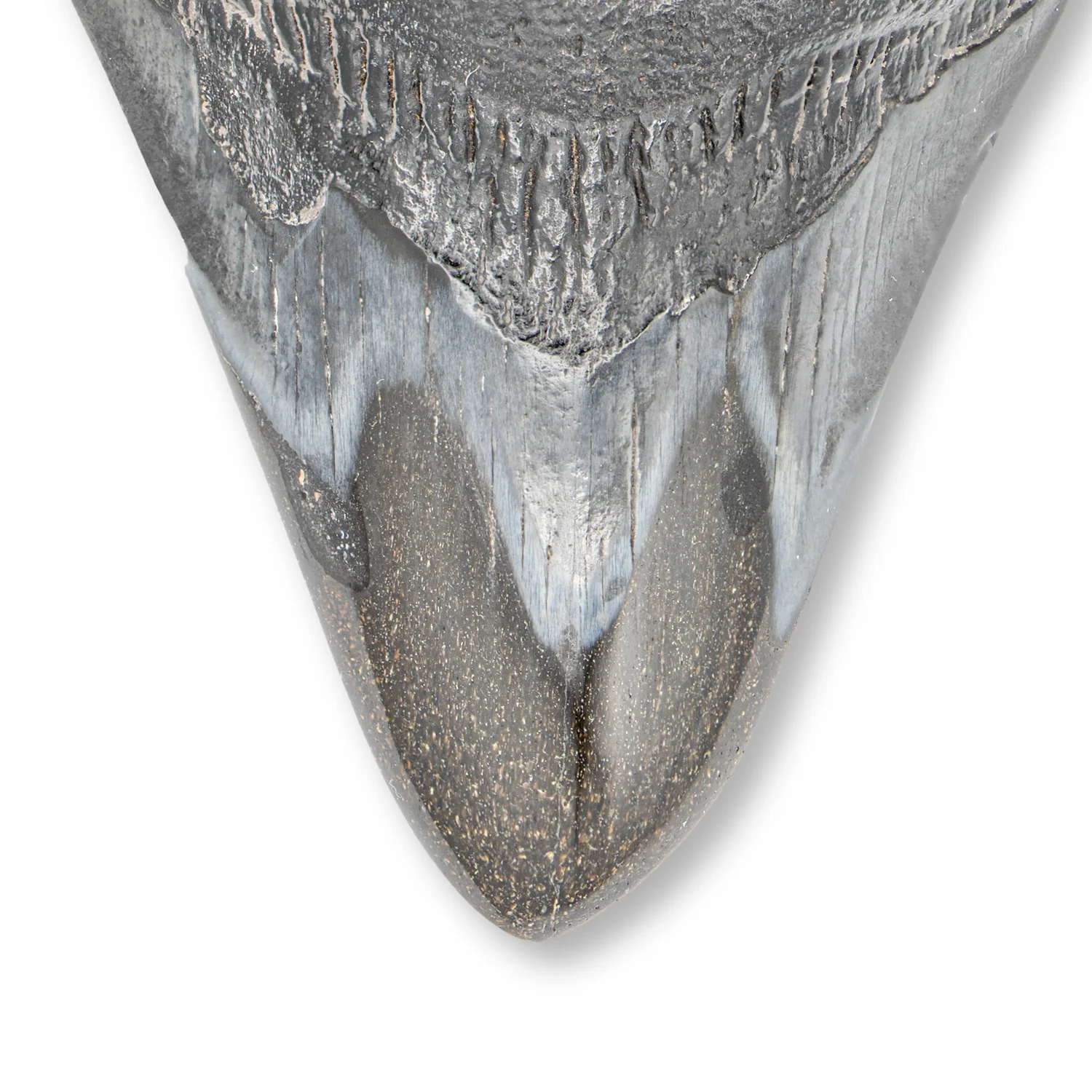 Megalodon Tooth - SOLD 3.96" Polished - Image 2