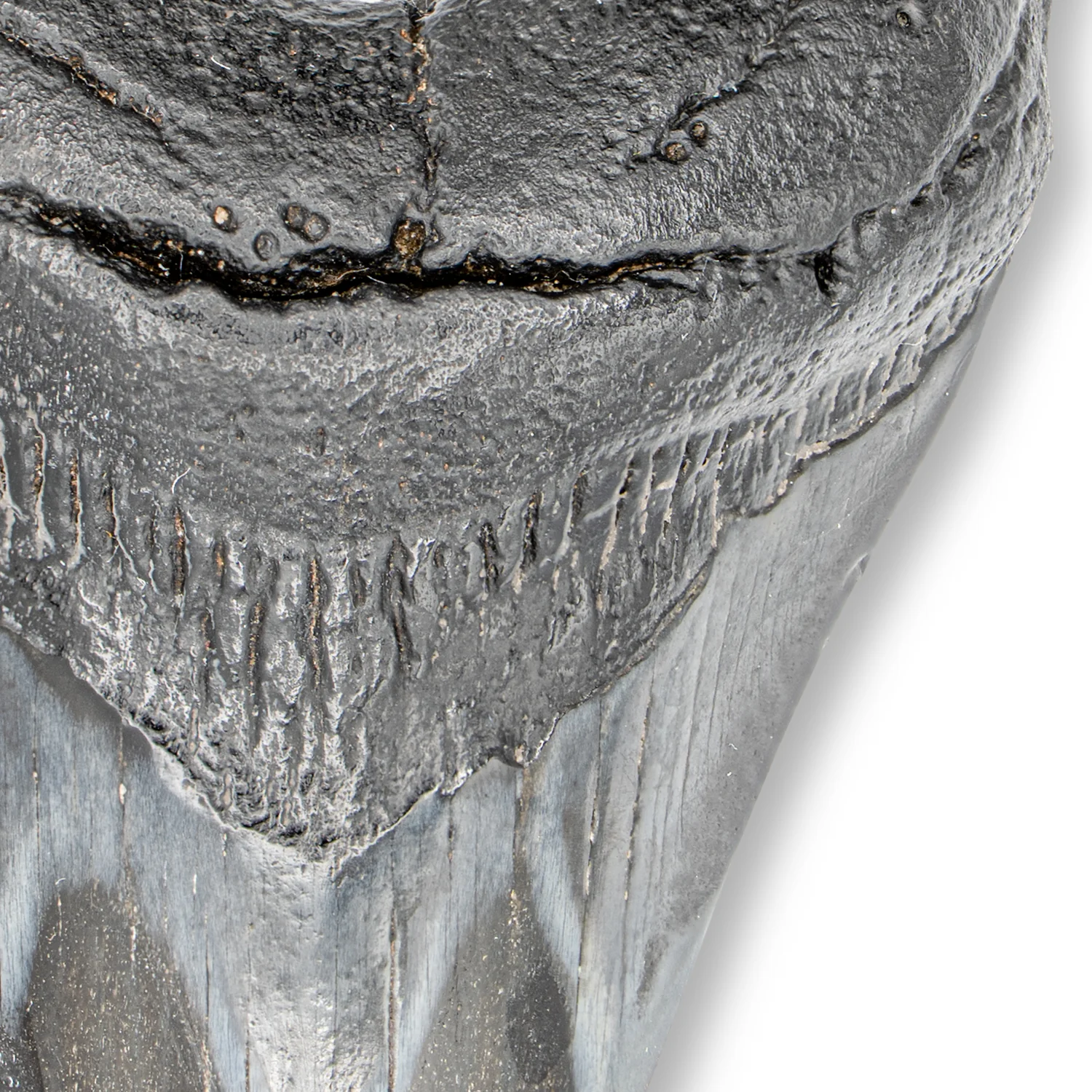 Megalodon Tooth - SOLD 3.96" Polished - Image 3