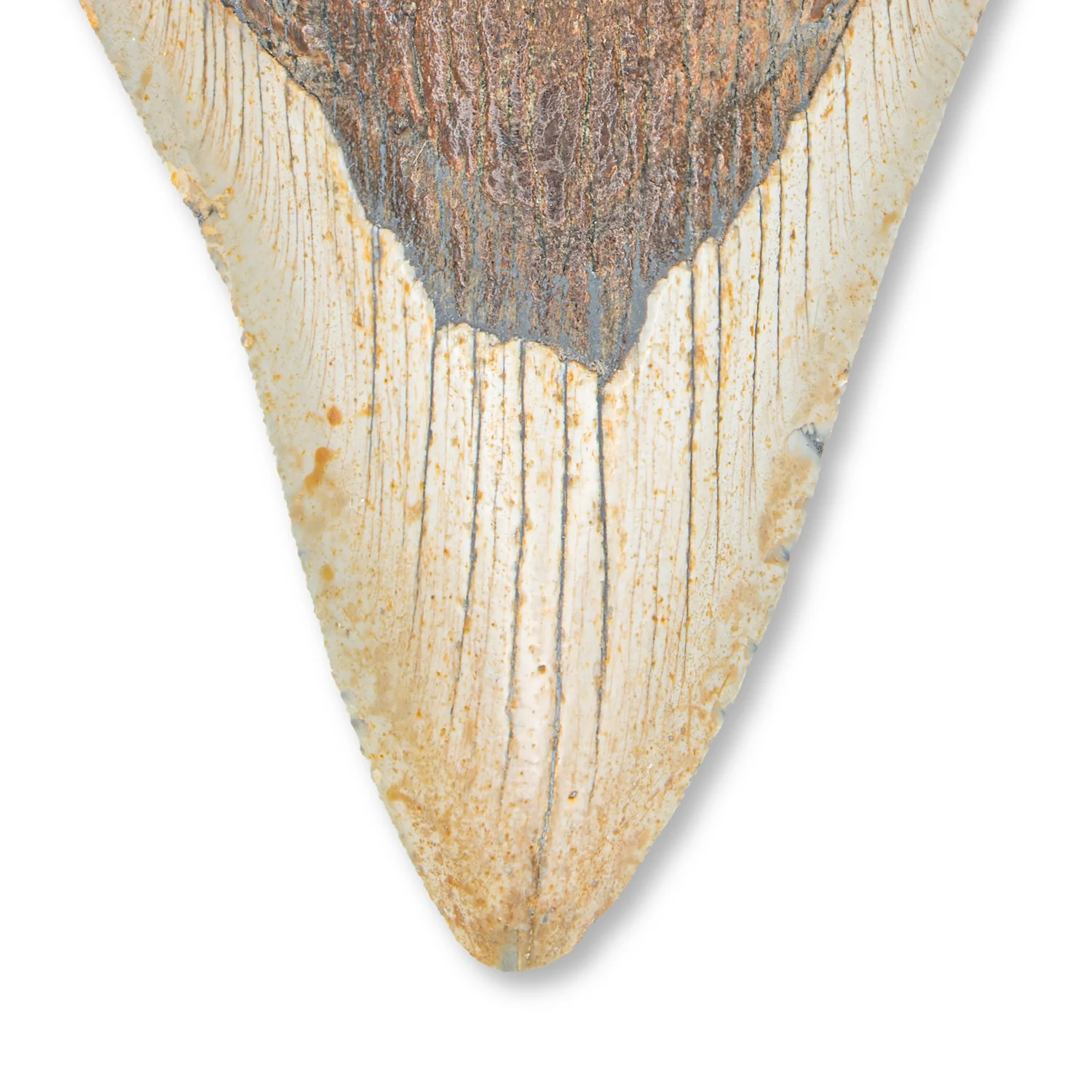 Megalodon Tooth - SOLD 4.080" - Image 2
