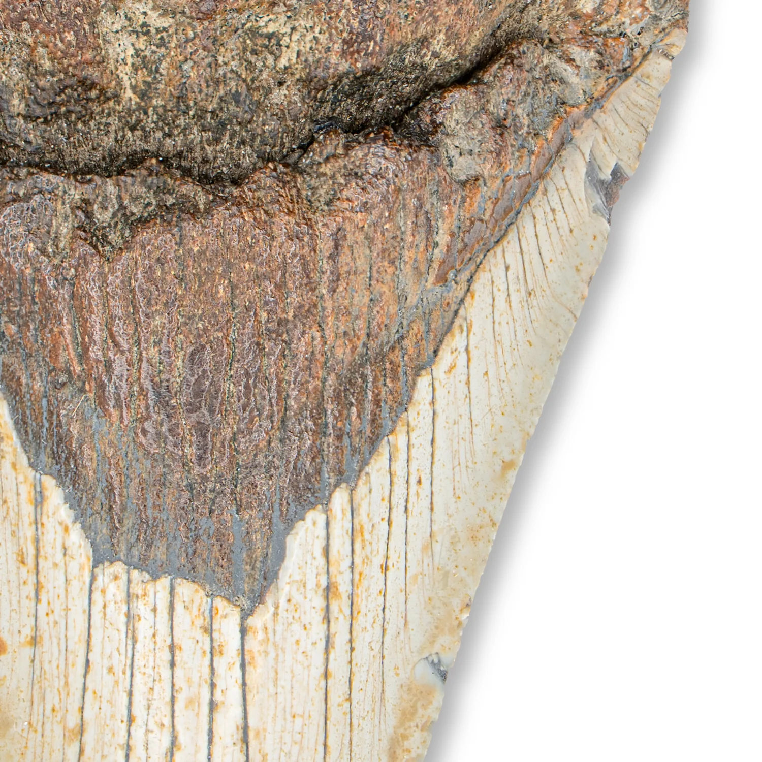 Megalodon Tooth - SOLD 4.080" - Image 3