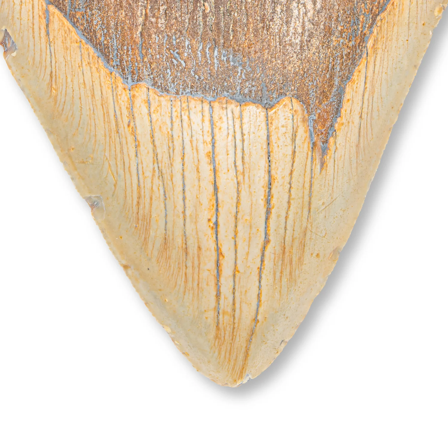 Megalodon Tooth - SOLD 4.23" - Image 2