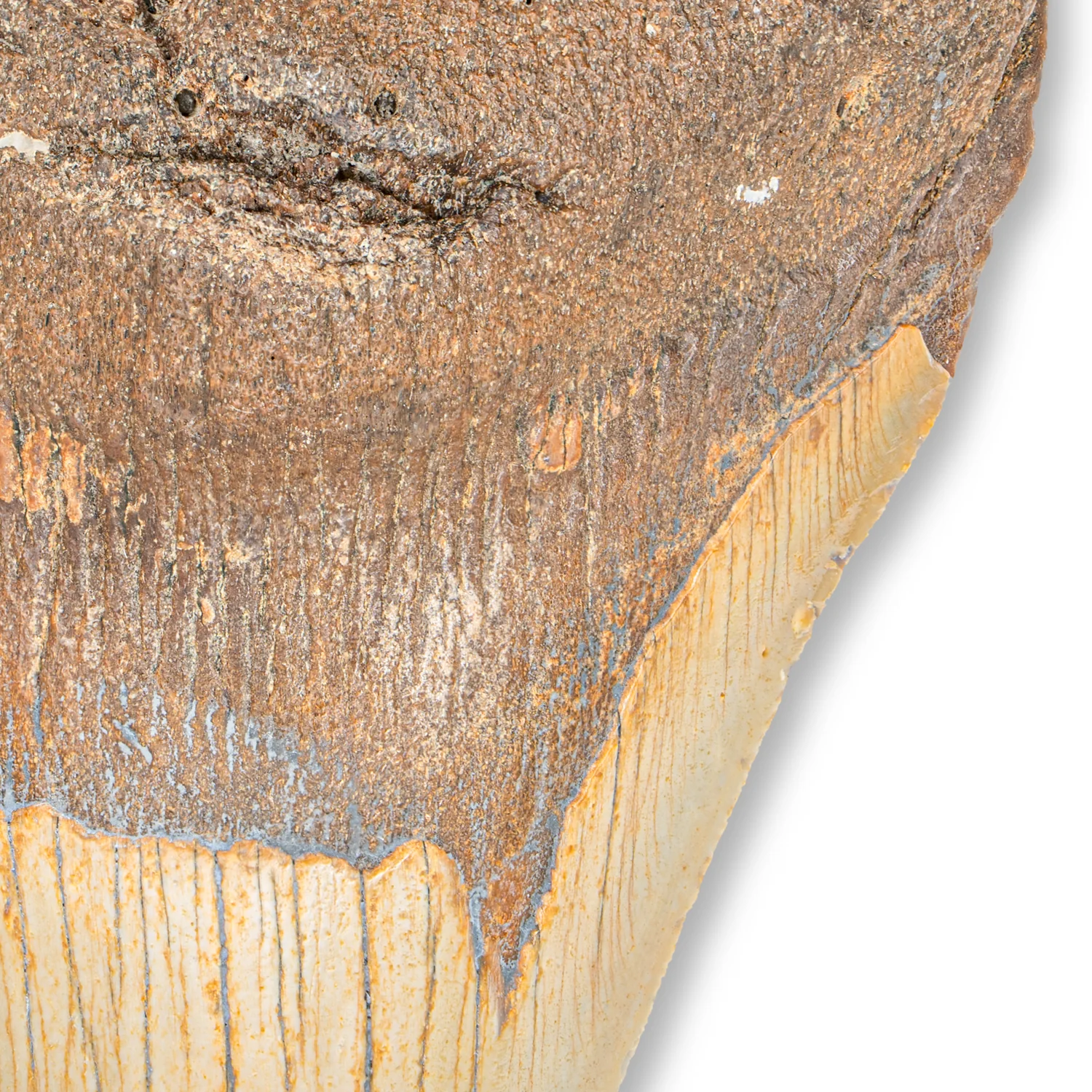 Megalodon Tooth - SOLD 4.23" - Image 3
