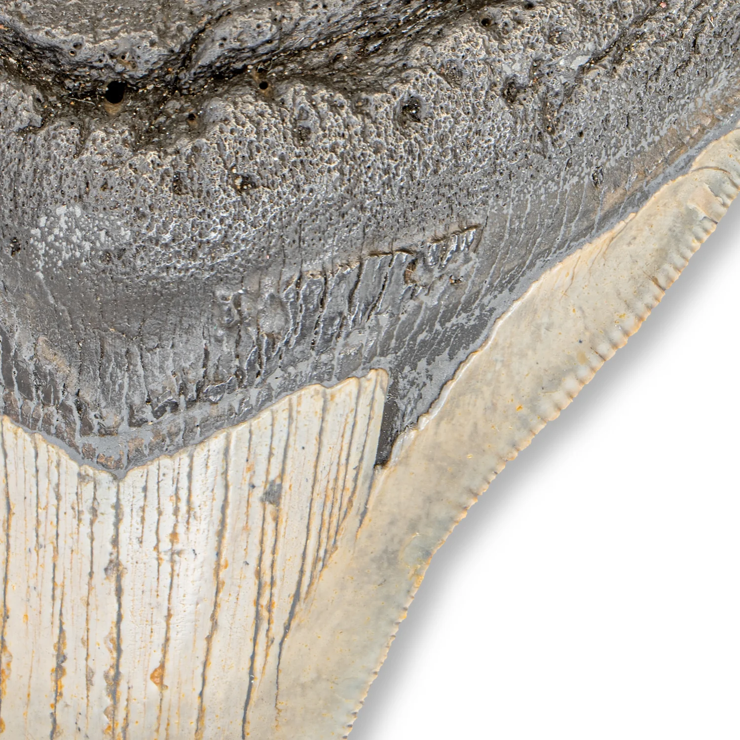 Megalodon Tooth - SOLD 4.24" - Image 2