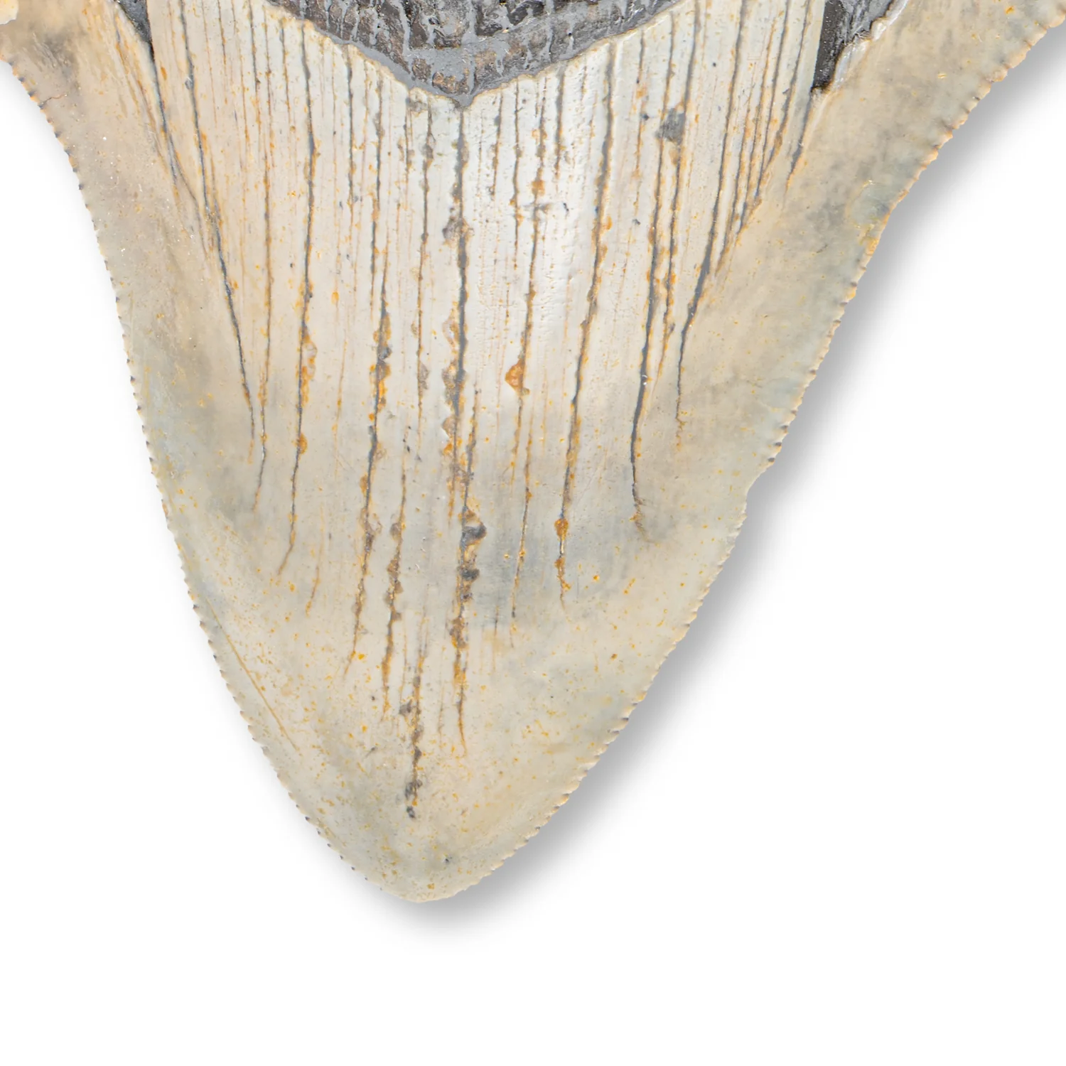 Megalodon Tooth - SOLD 4.24" - Image 3