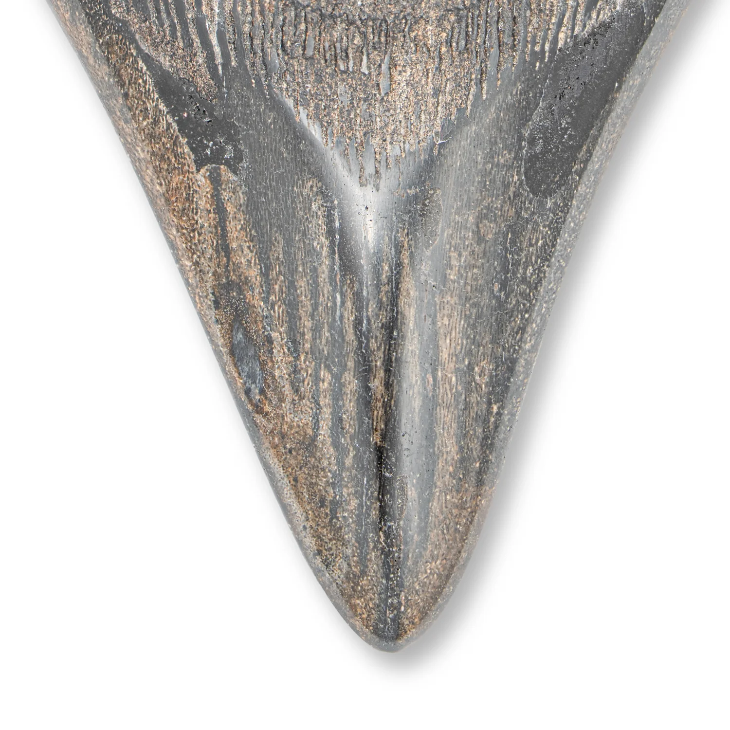 Megalodon Tooth - SOLD 4.31" Polished - Image 2